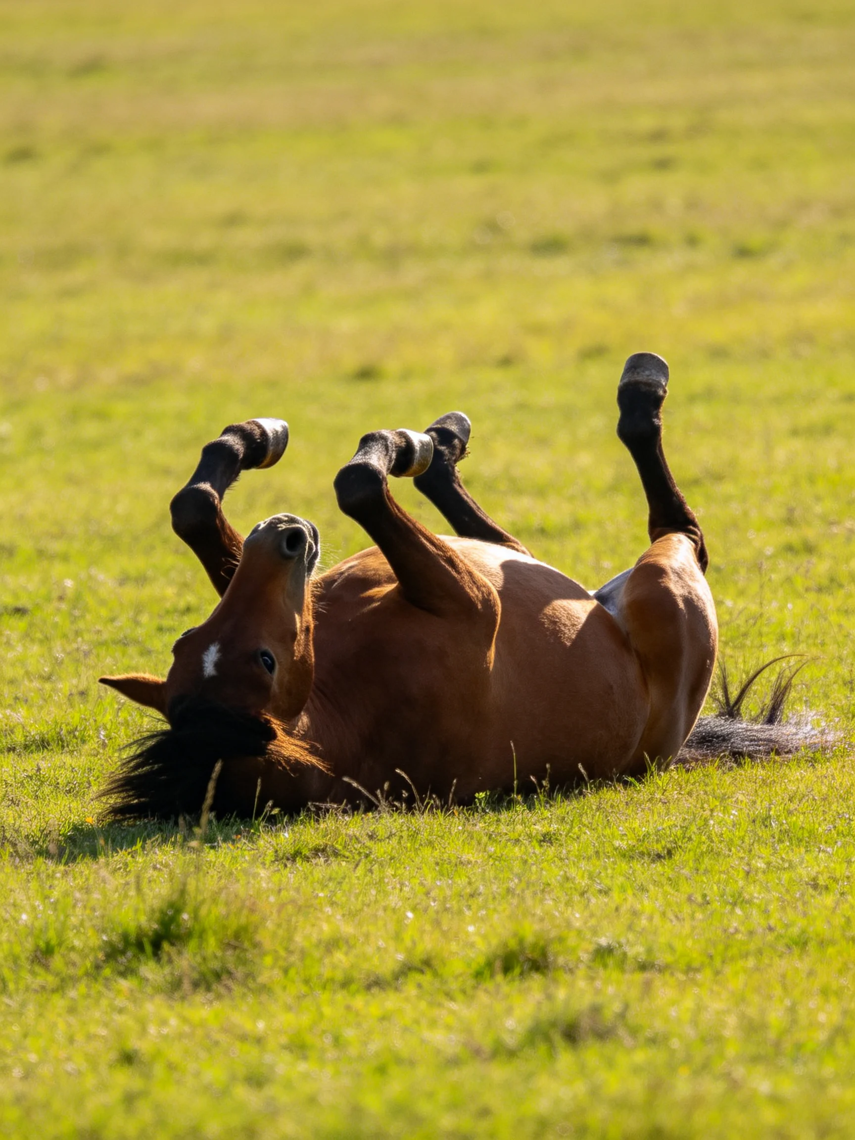 A chestnut horse rolling in a sunlit green meadow