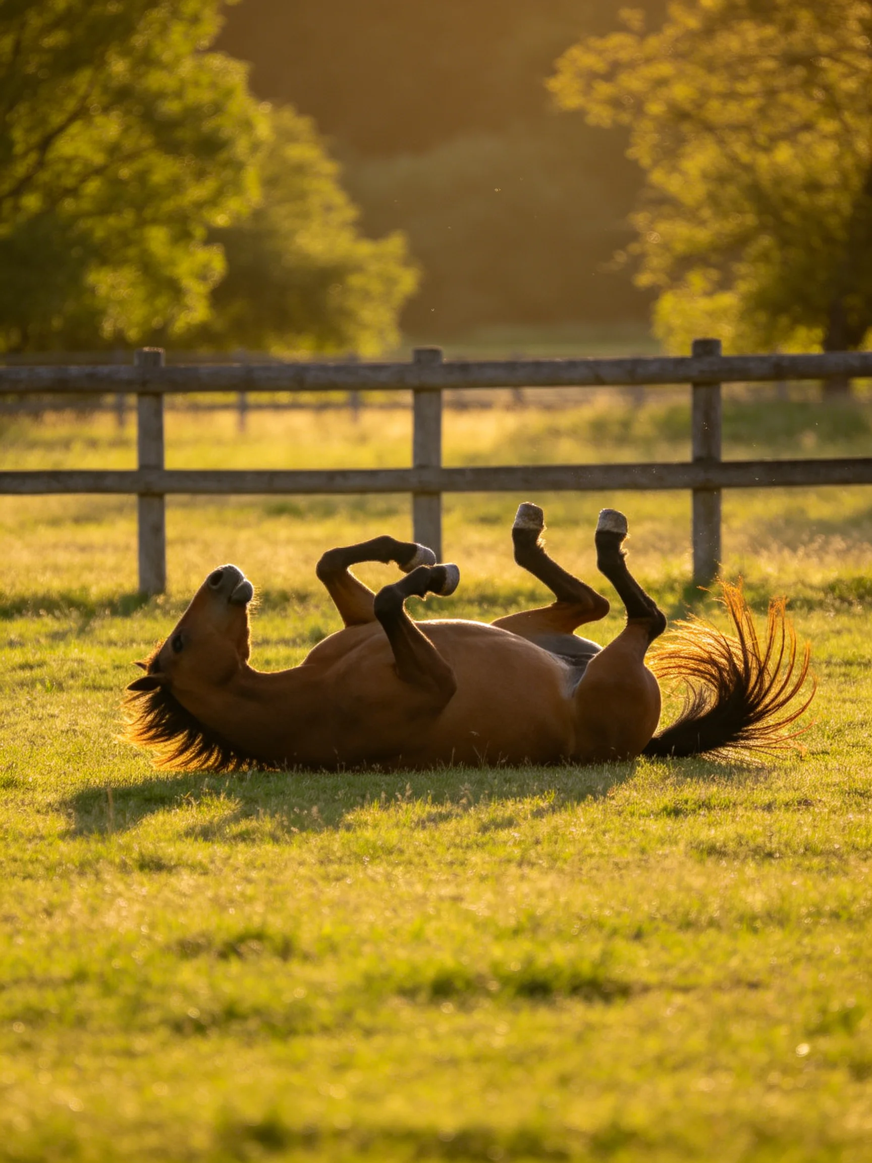 A chestnut horse rolls in a sunlit fenced pasture