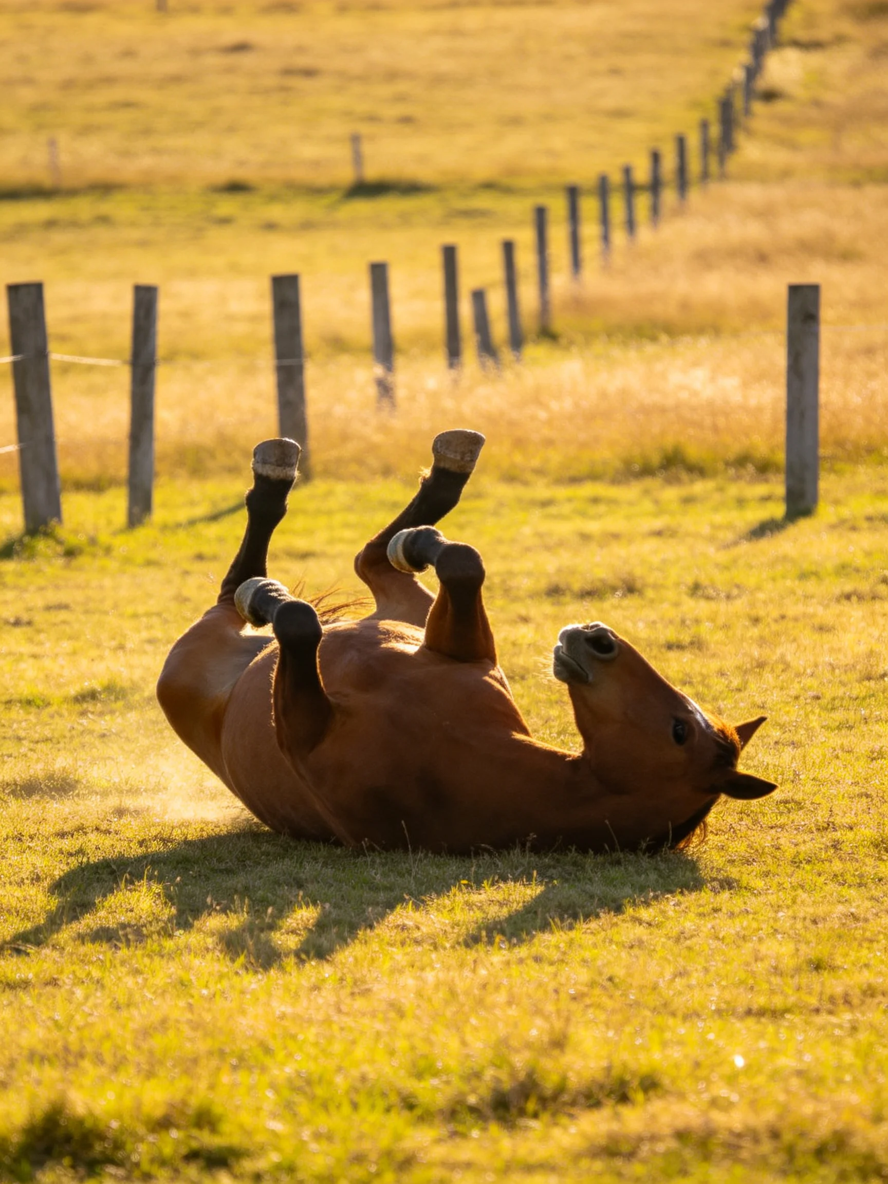 A chestnut horse rolls in a sunlit field near wooden fences