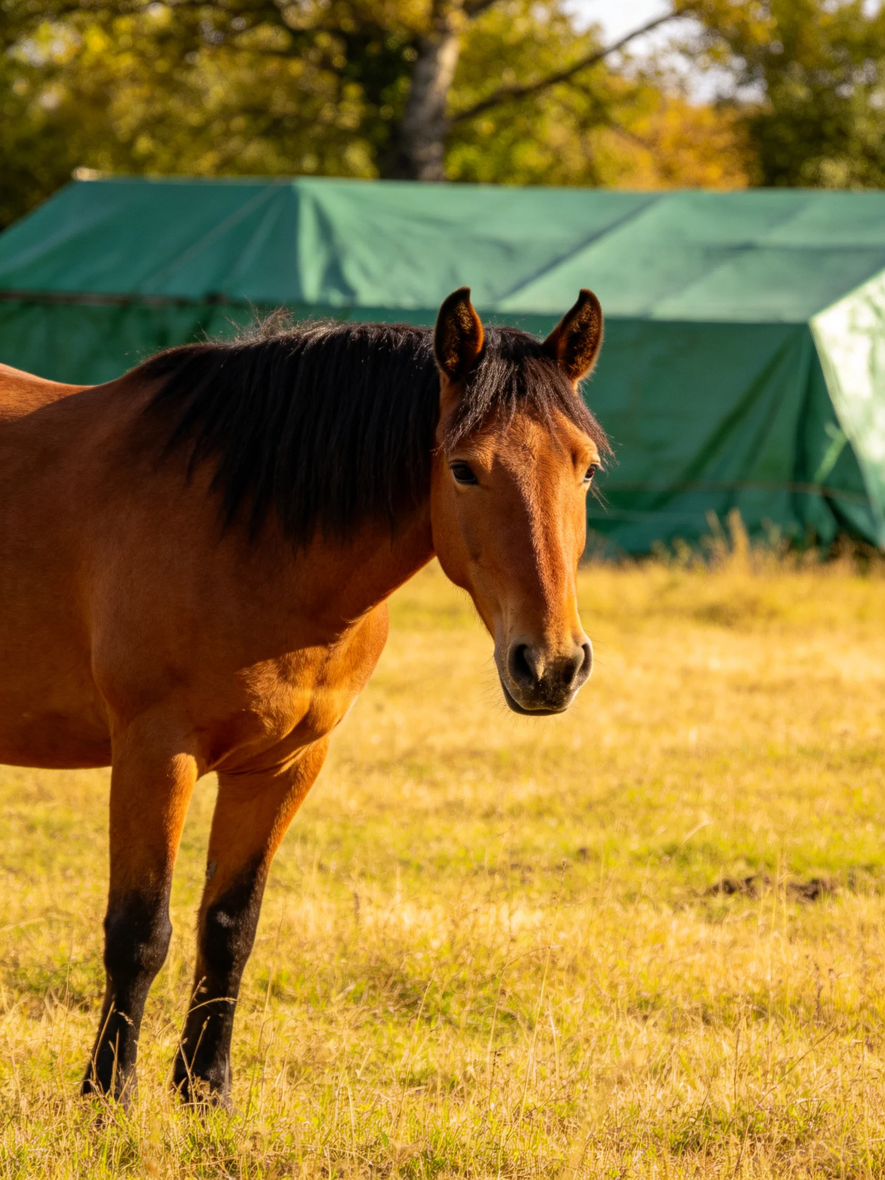 A chestnut horse stands beside a large green tent in a sunlit field