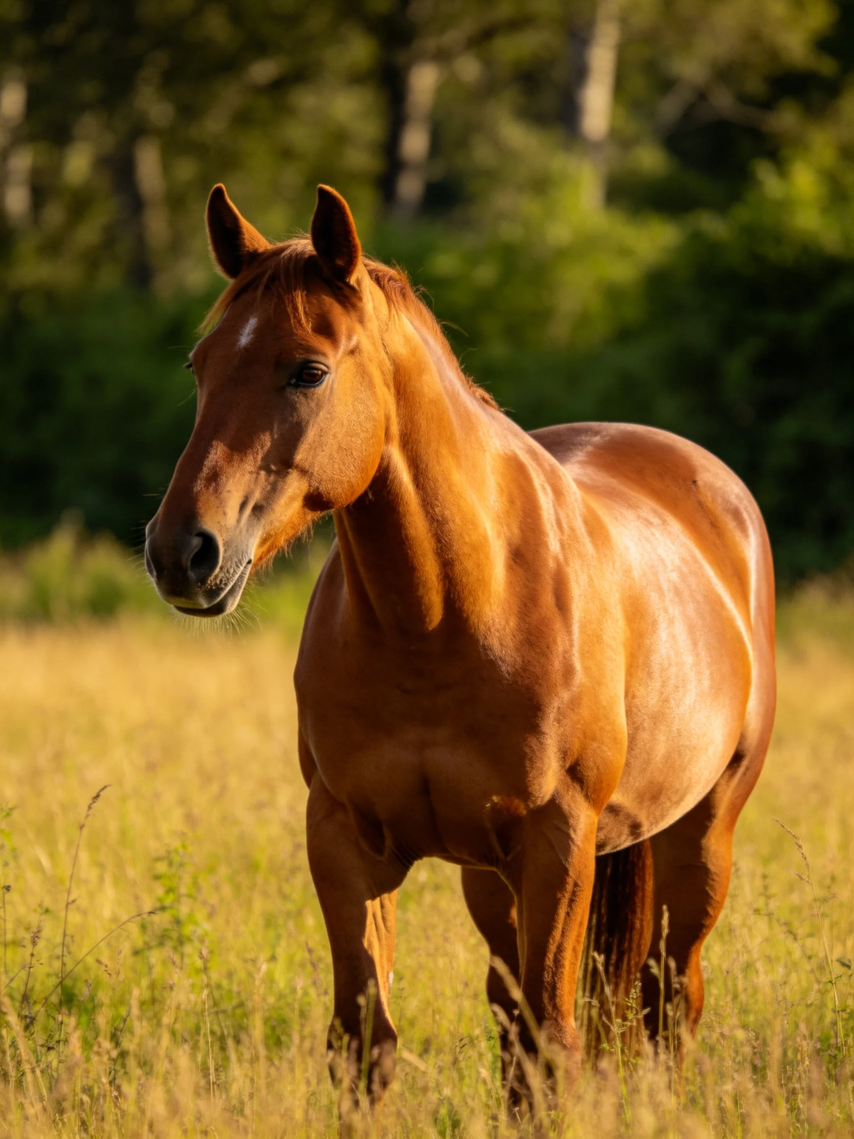 A chestnut horse stands in a sunlit meadow with trees in the background.