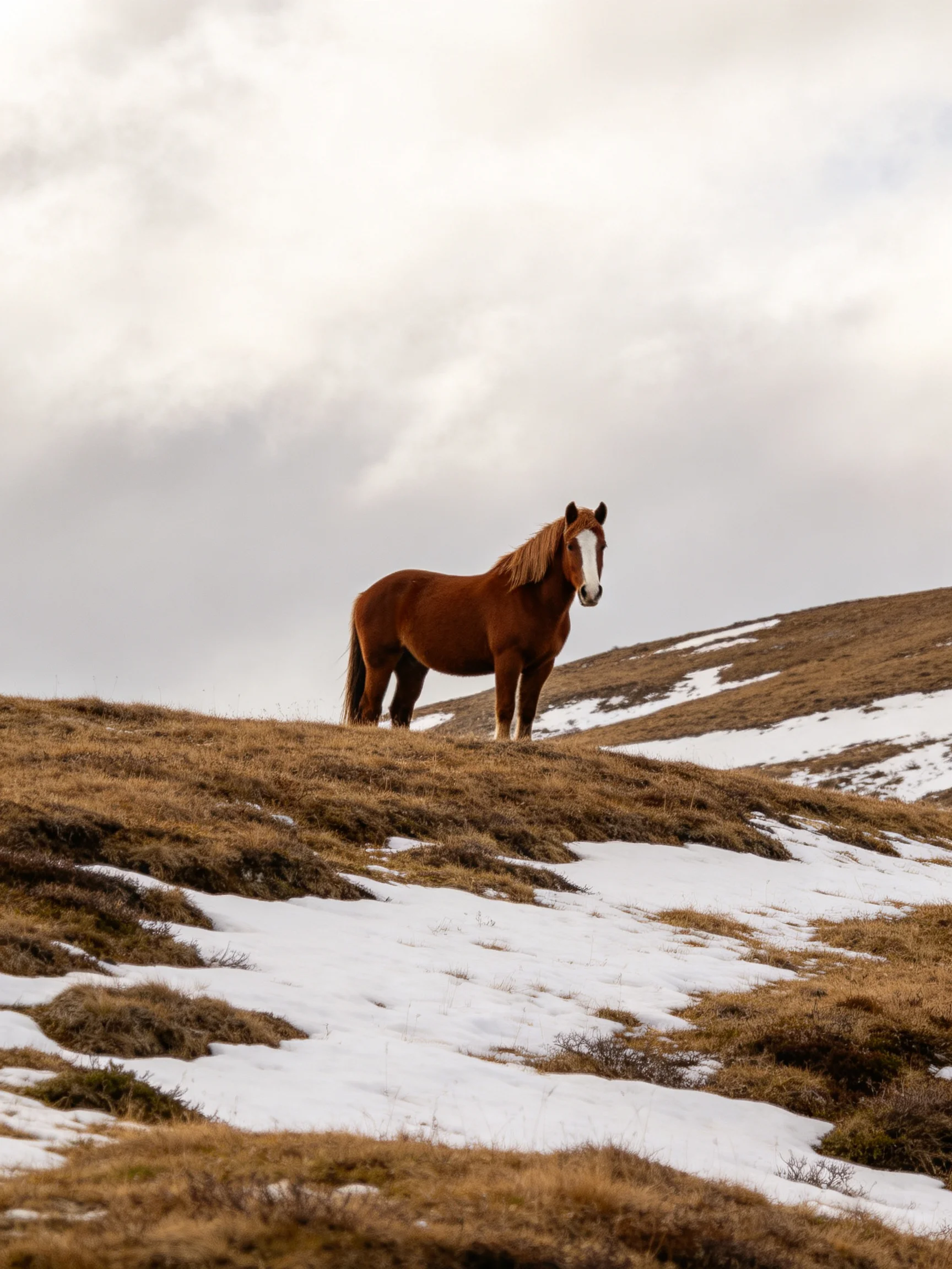 A single brown horse stands on a hillside with scattered snow patches.