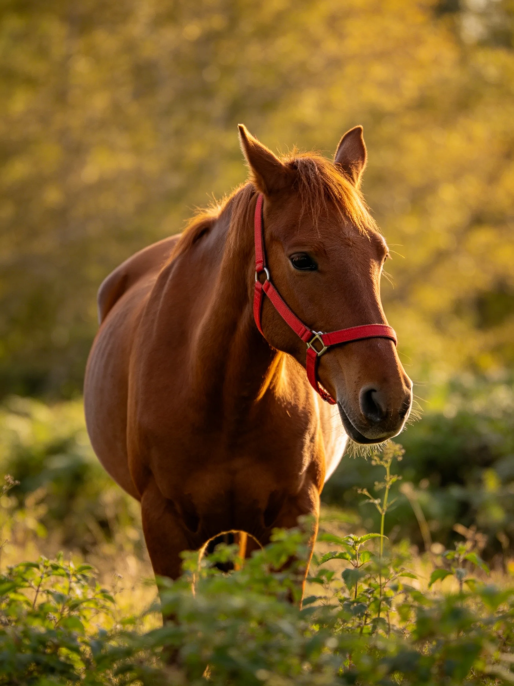 A chestnut horse wearing a red halter in a sunlit meadow