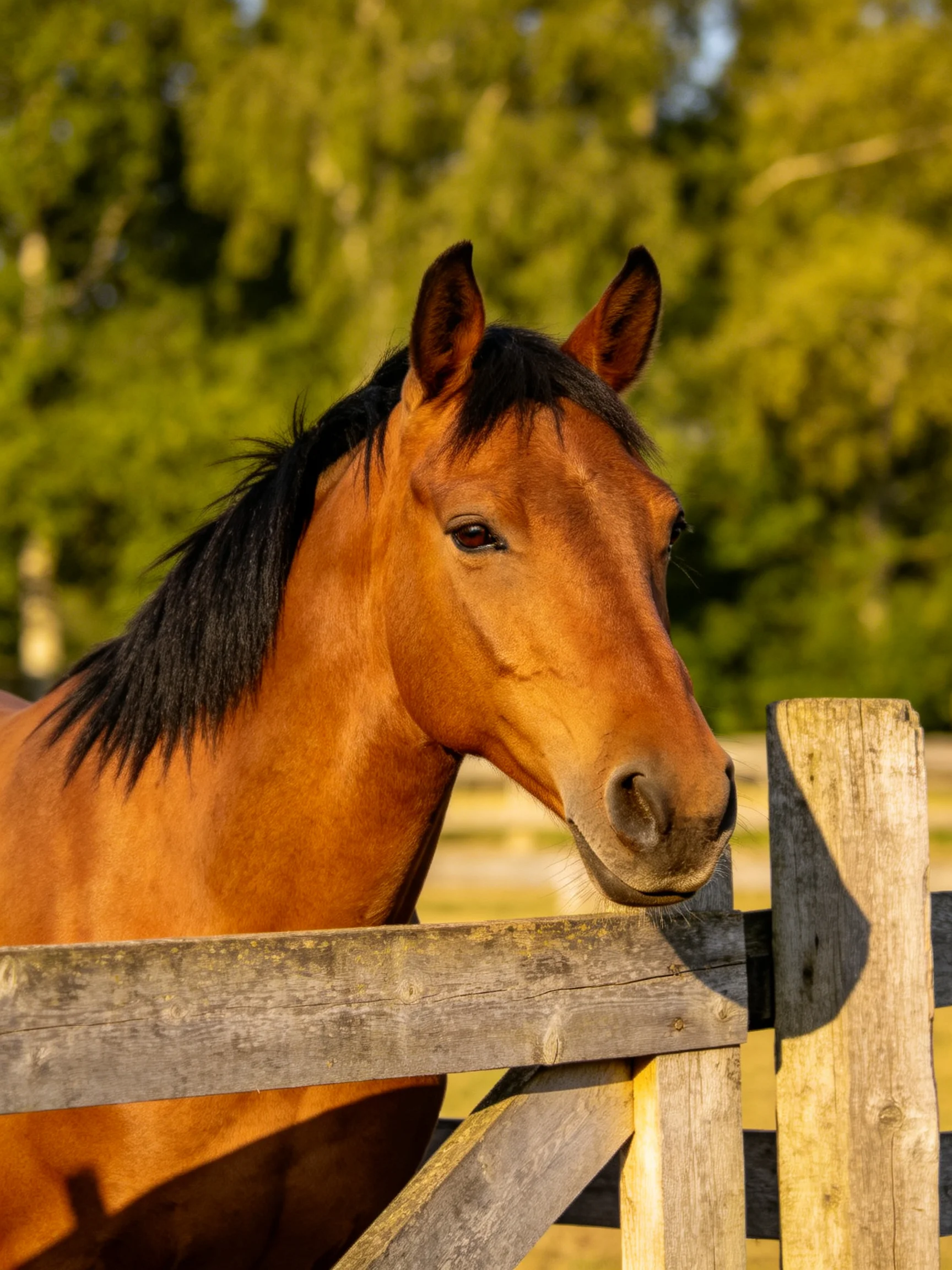 A chestnut horse with a black mane near a weathered wooden fence
