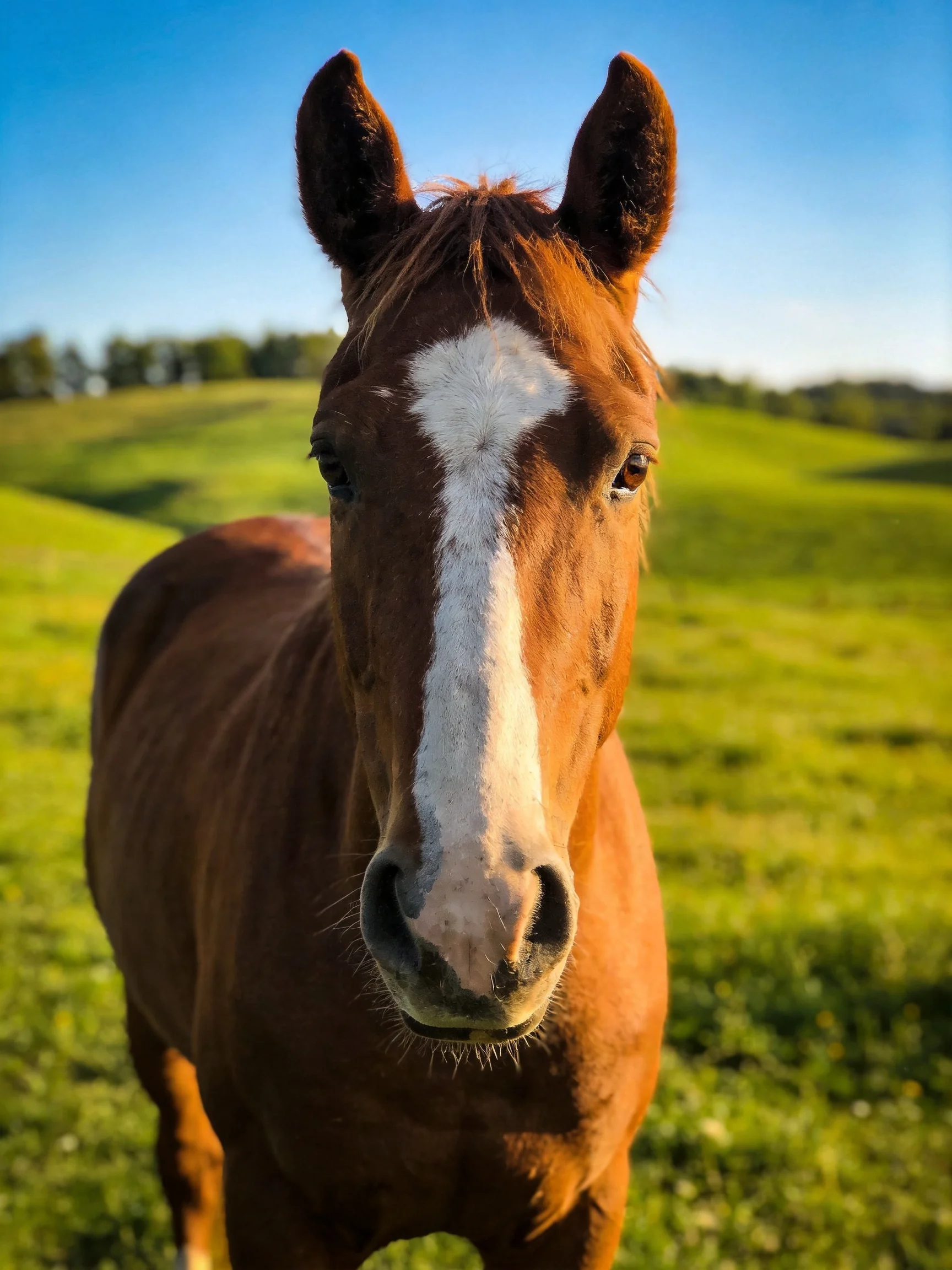 A chestnut horse with a bold white blaze in a sunlit green pasture