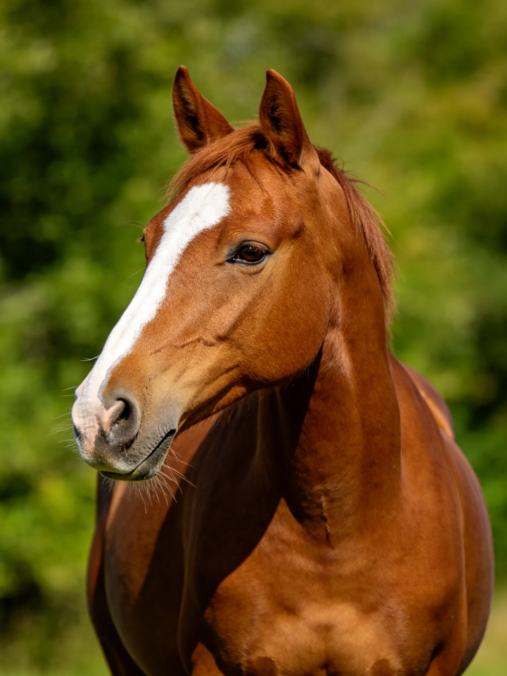 A chestnut horse with a bold white blaze stands amid lush green foliage