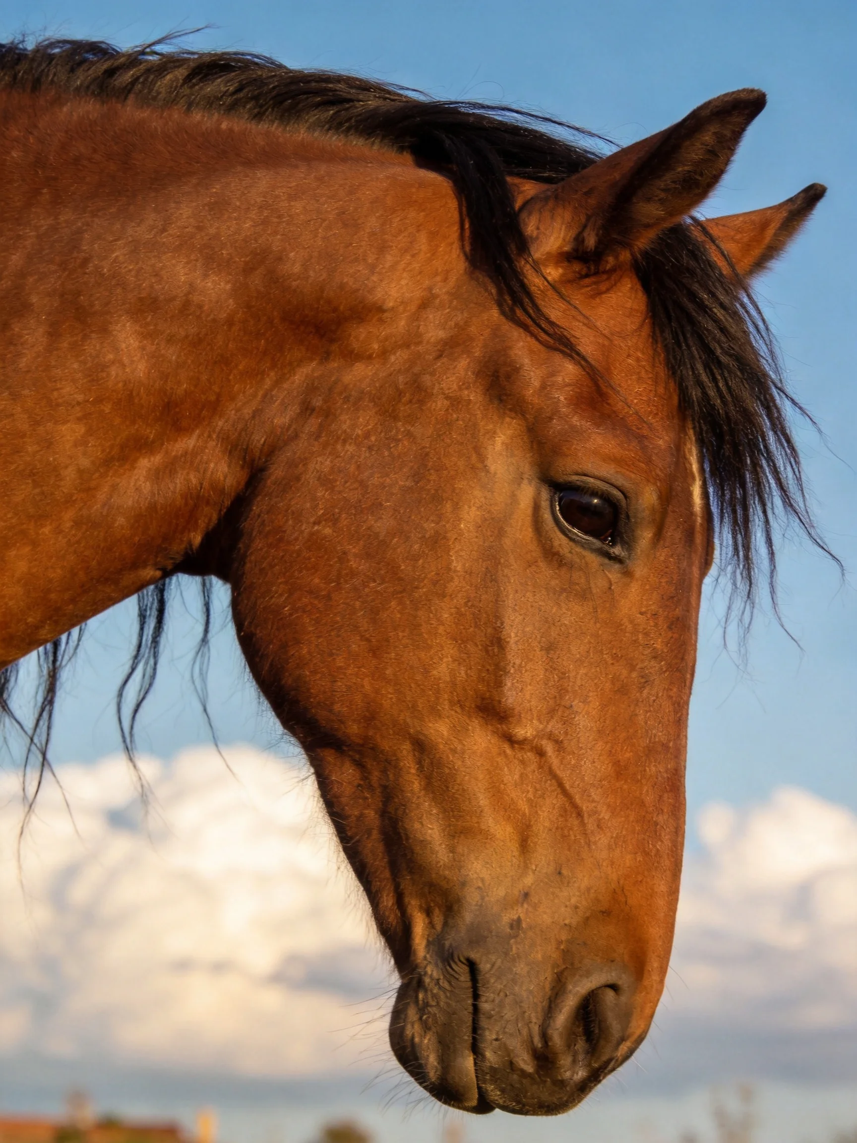 A chestnut horse with a dark mane against a clear blue sky