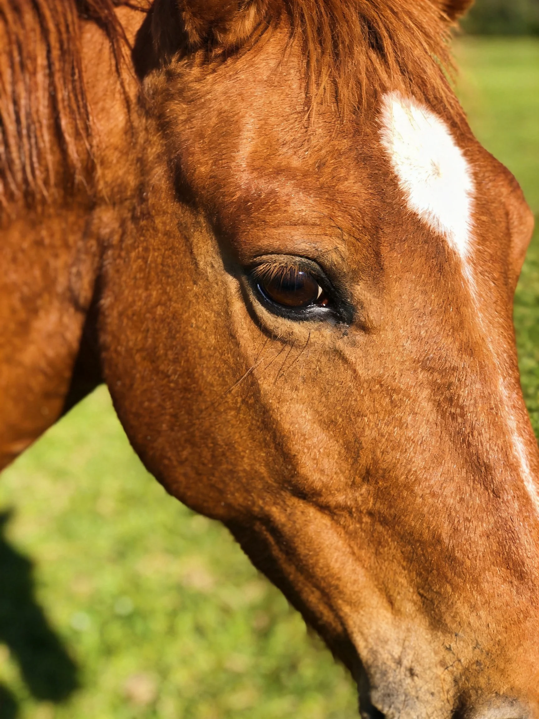 A chestnut horse with a distinct white marking shown in close-up