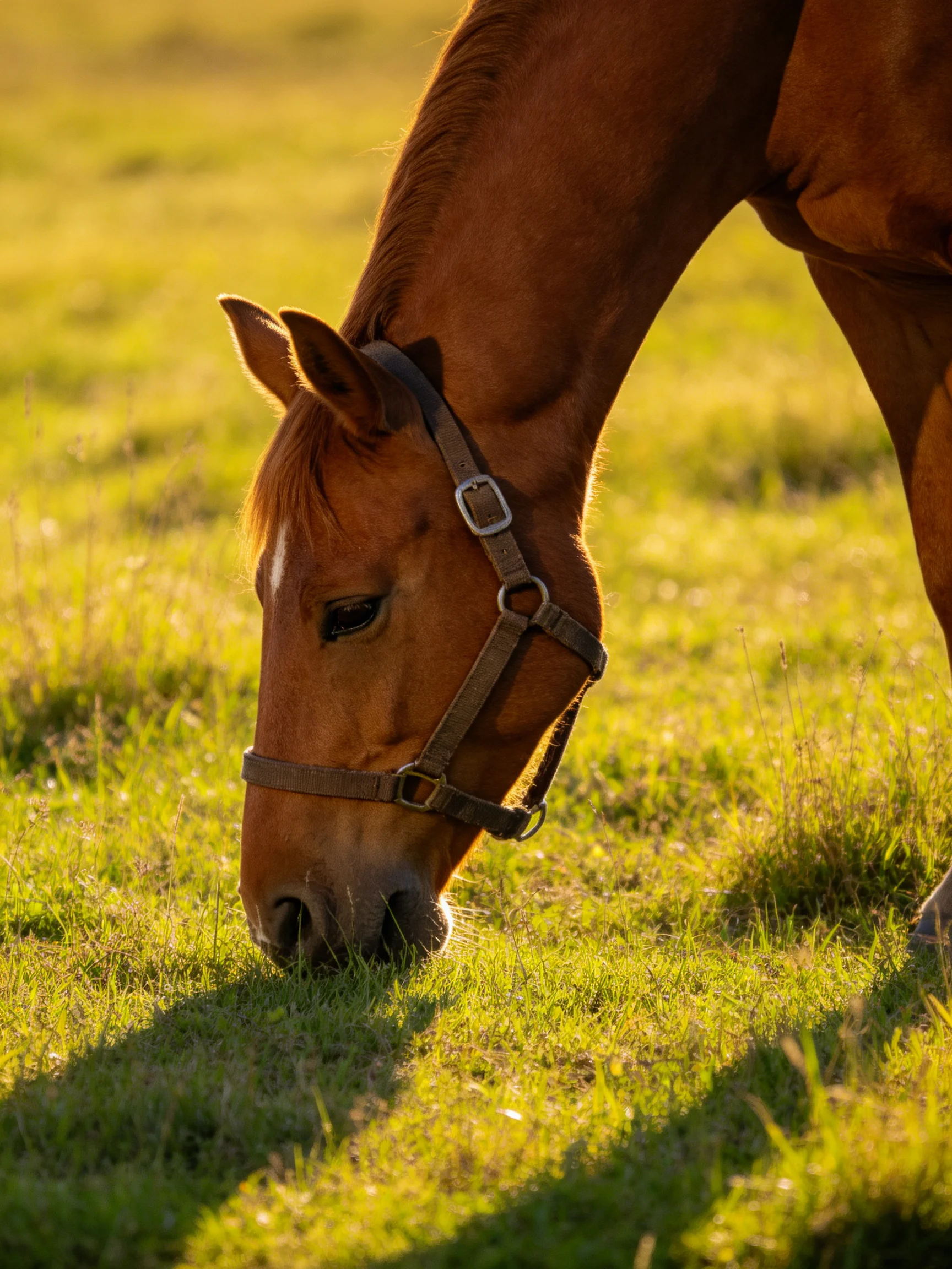 A chestnut horse with a halter grazes in a sunlit meadow
