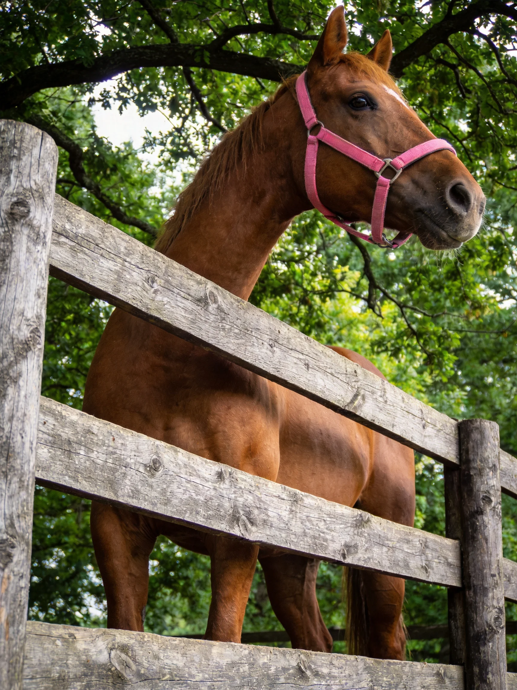 A chestnut horse with a pink halter is near an old wooden fence amid lush green trees.