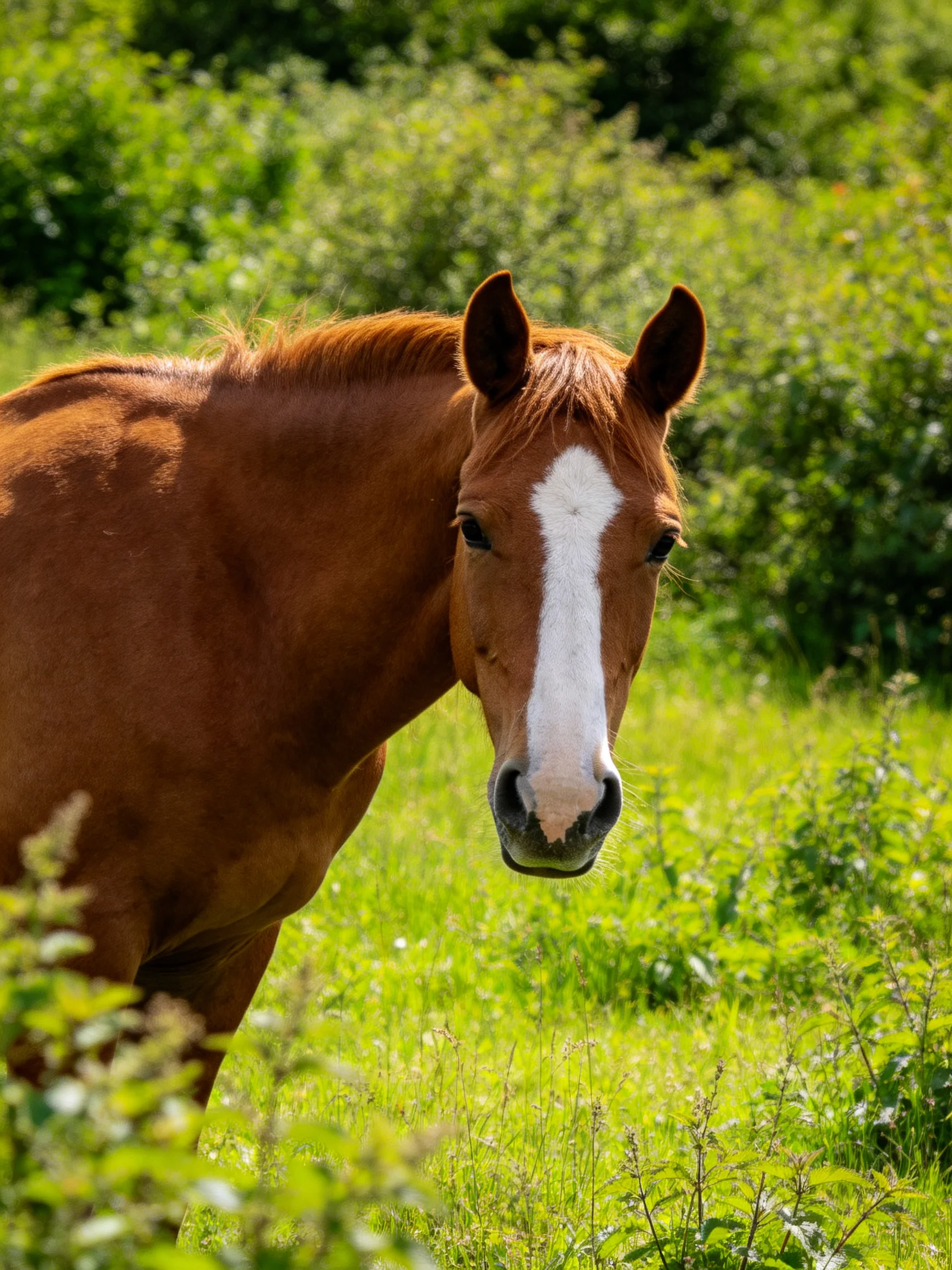 A chestnut horse with a prominent white blaze in a sun-drenched green meadow