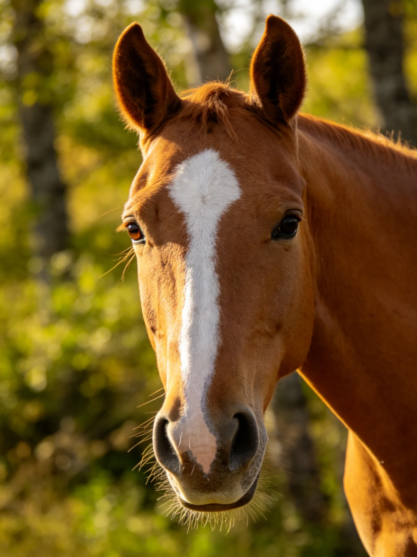 A chestnut horse with a prominent white facial stripe in a sunlit forest