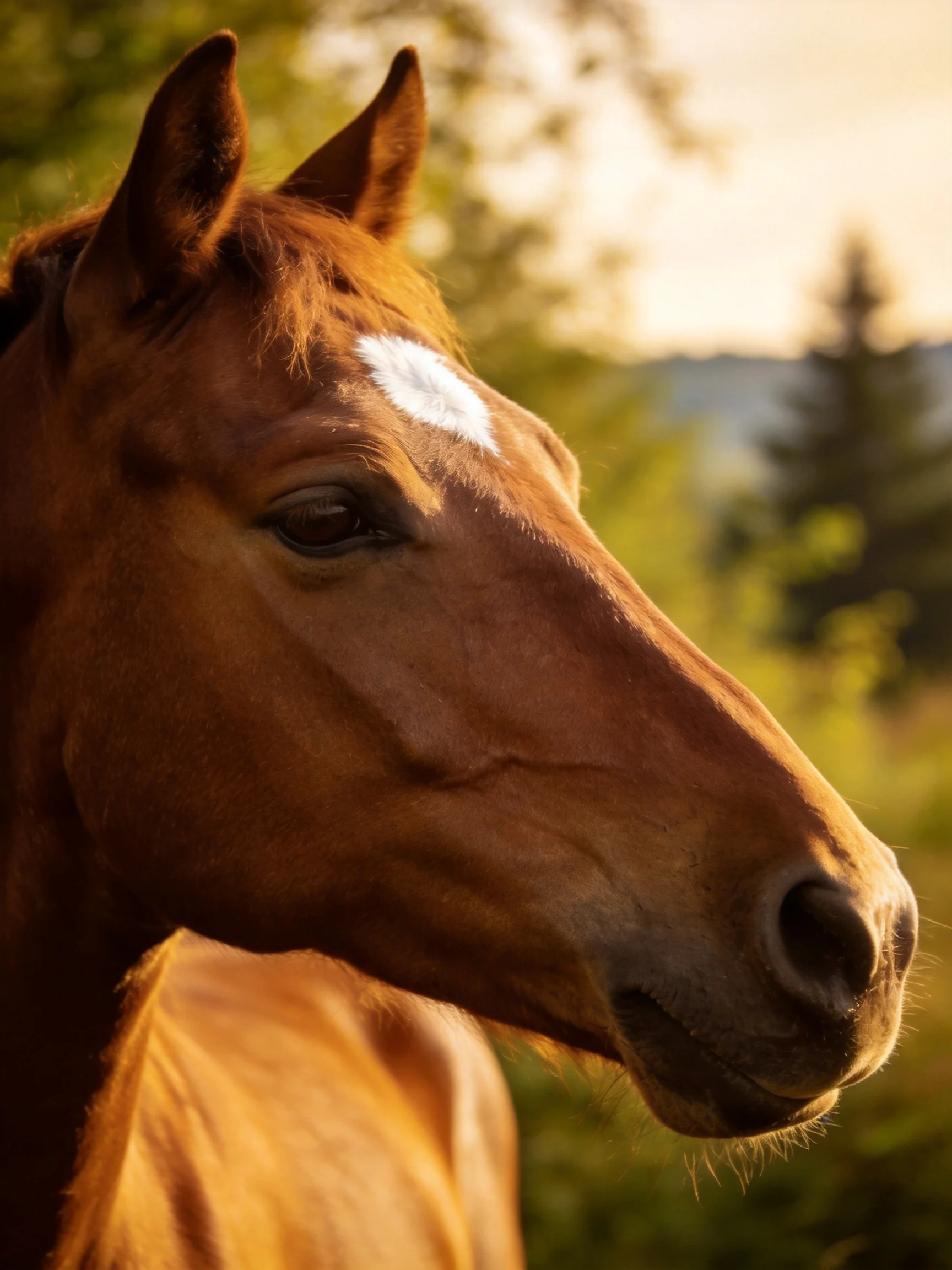 A chestnut horse with a white facial marking is shown in a sunlit outdoor area.
