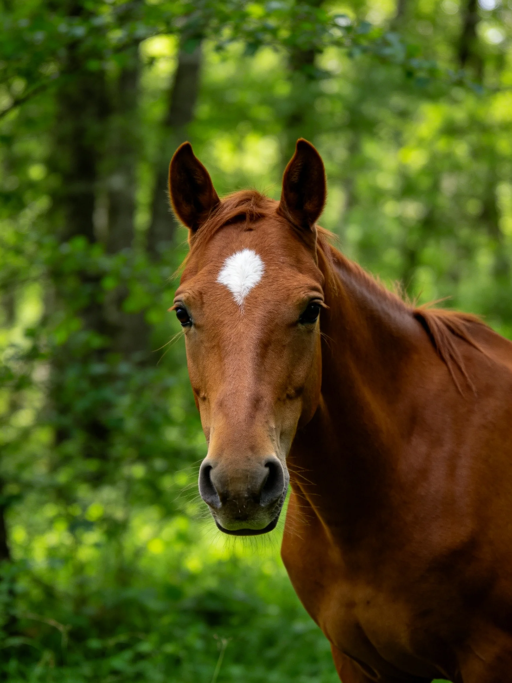 A chestnut horse with a white blaze stands in a sunlit forest.