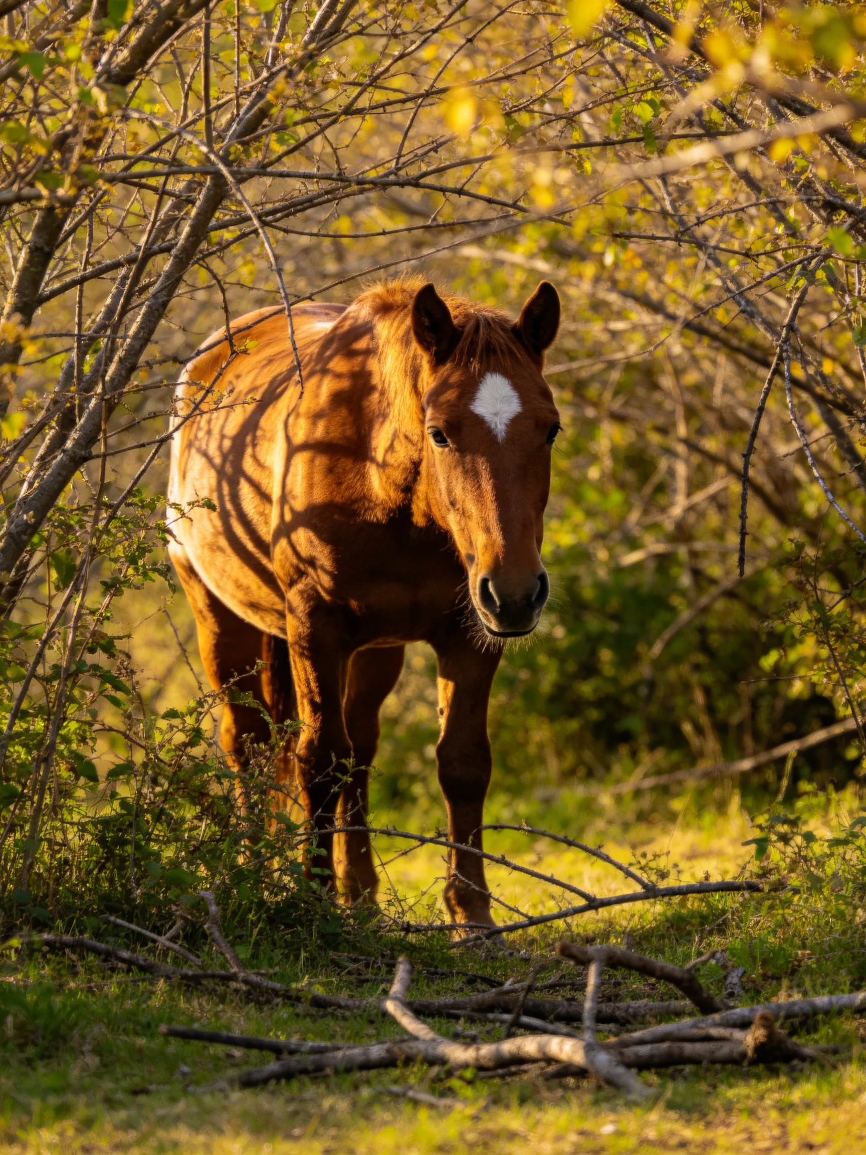 A chestnut horse with a white blaze stands in a sunlit wooded area.