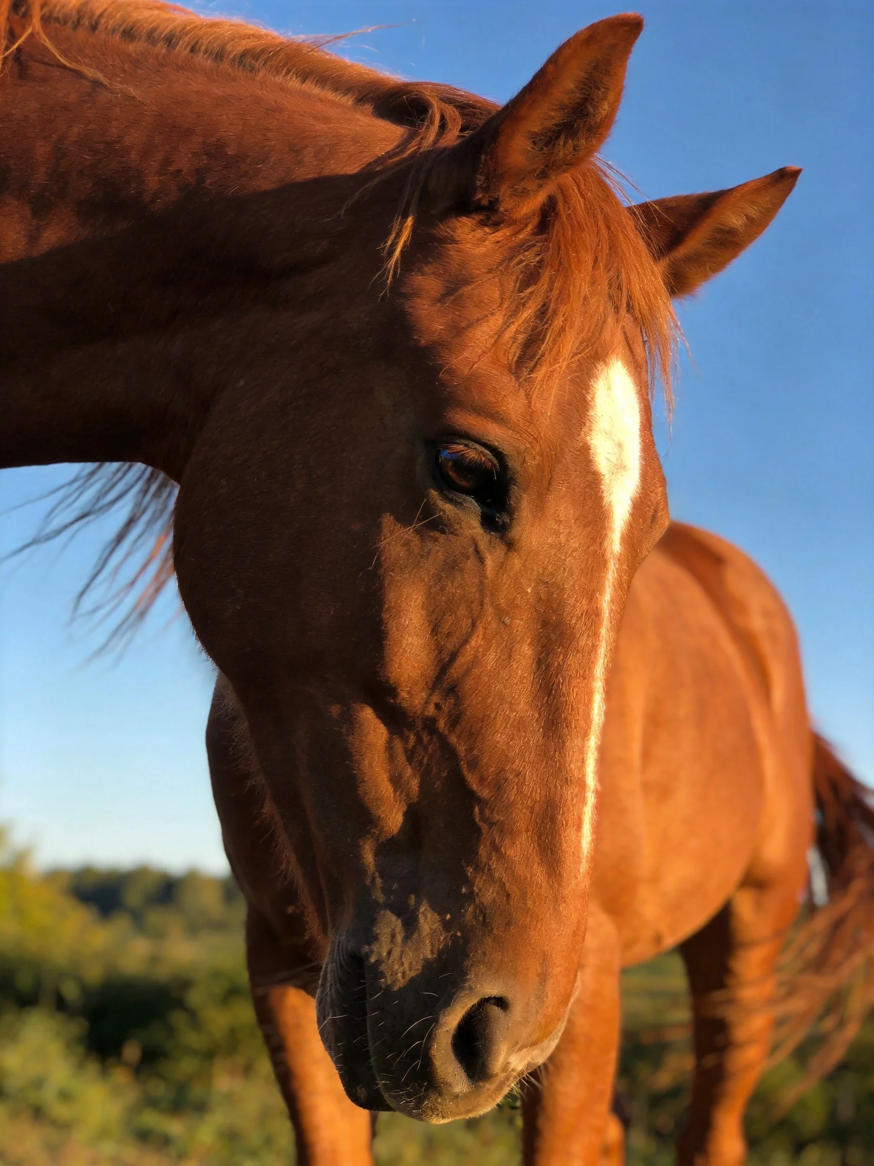 A chestnut horse with a white blaze stands against a clear blue sky