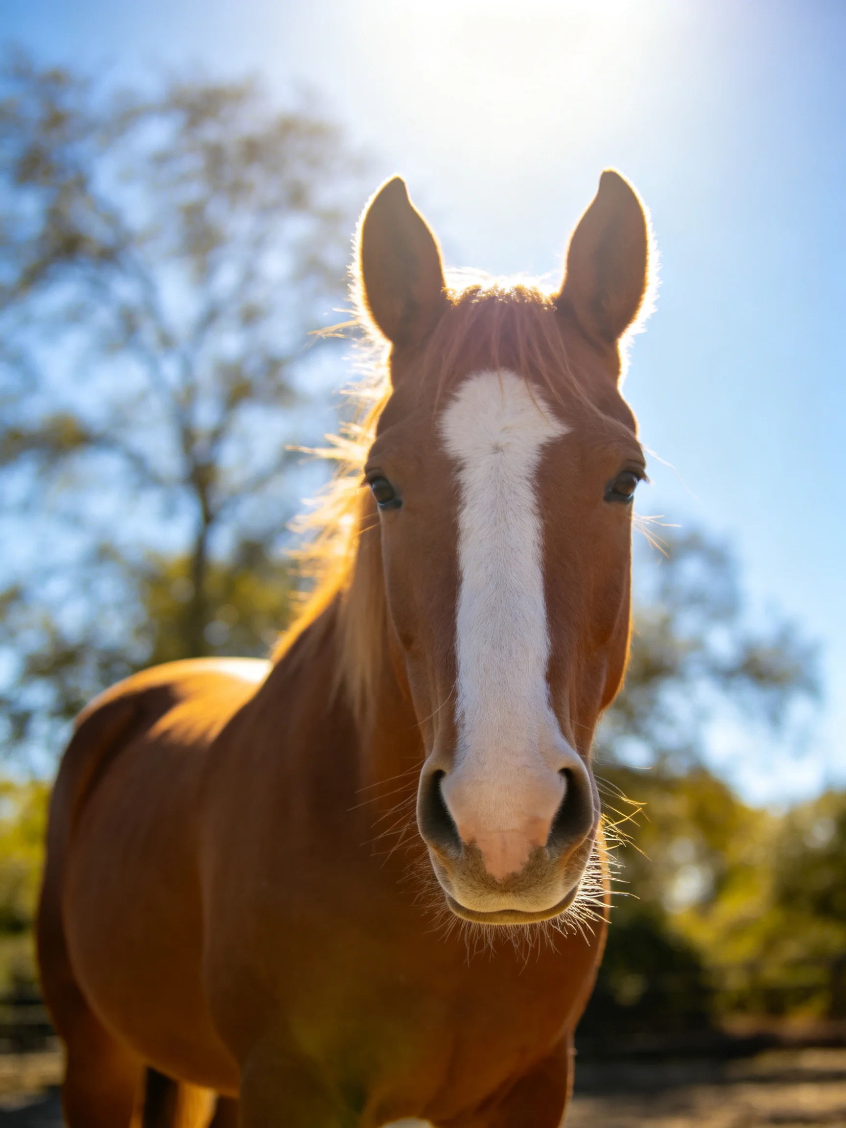 A chestnut horse with a white blaze is photographed outdoors under bright sunlight.