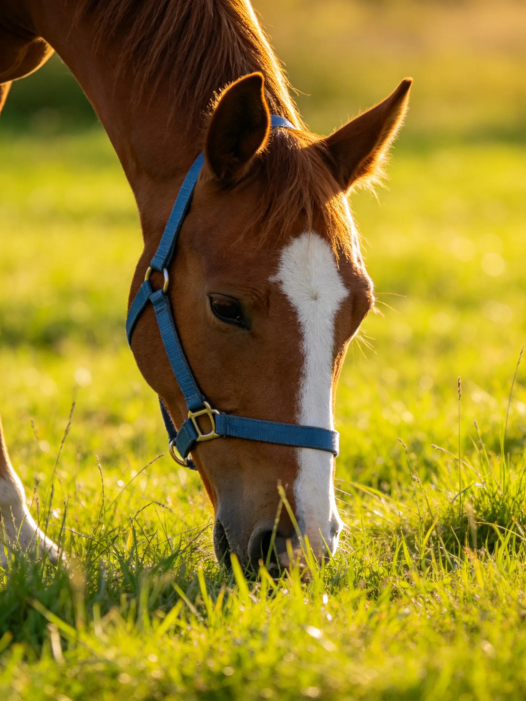 A brown horse with a white facial marking grazes in a sunlit meadow.