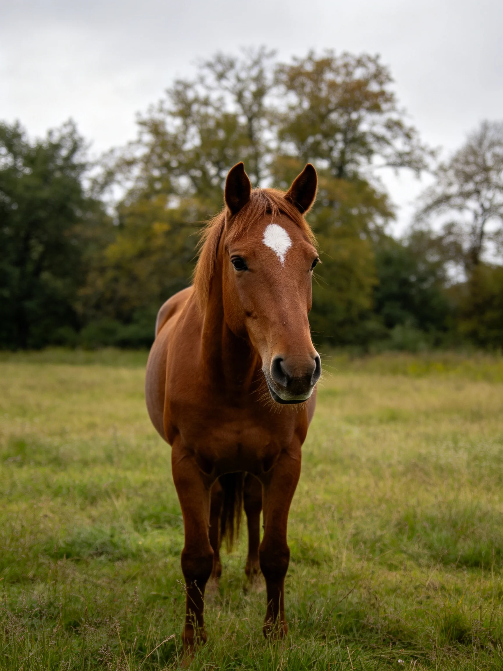 A chestnut horse with a white facial marking stands in a grassy field near trees