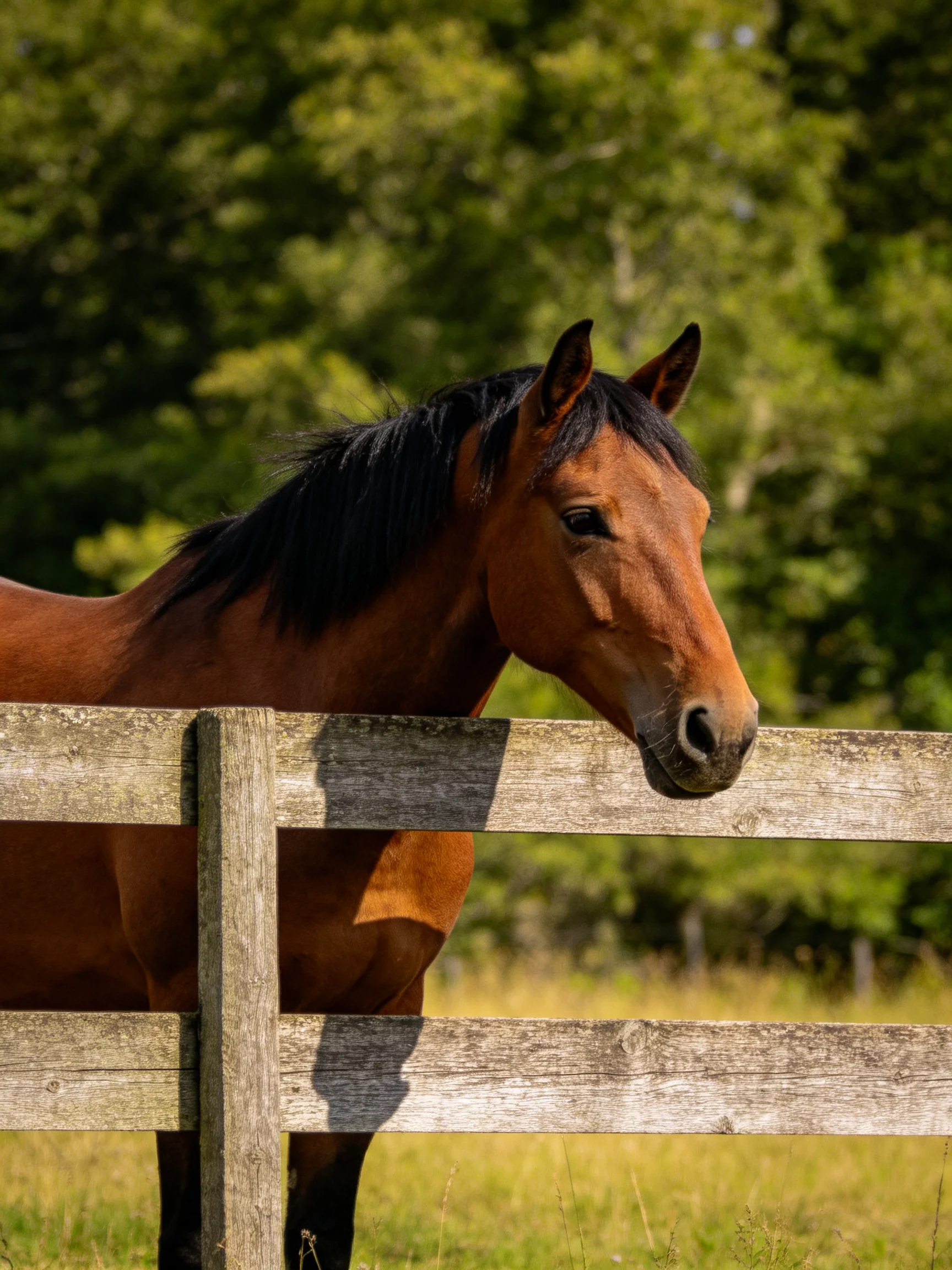 A chestnut horse with black mane near weathered wooden fence