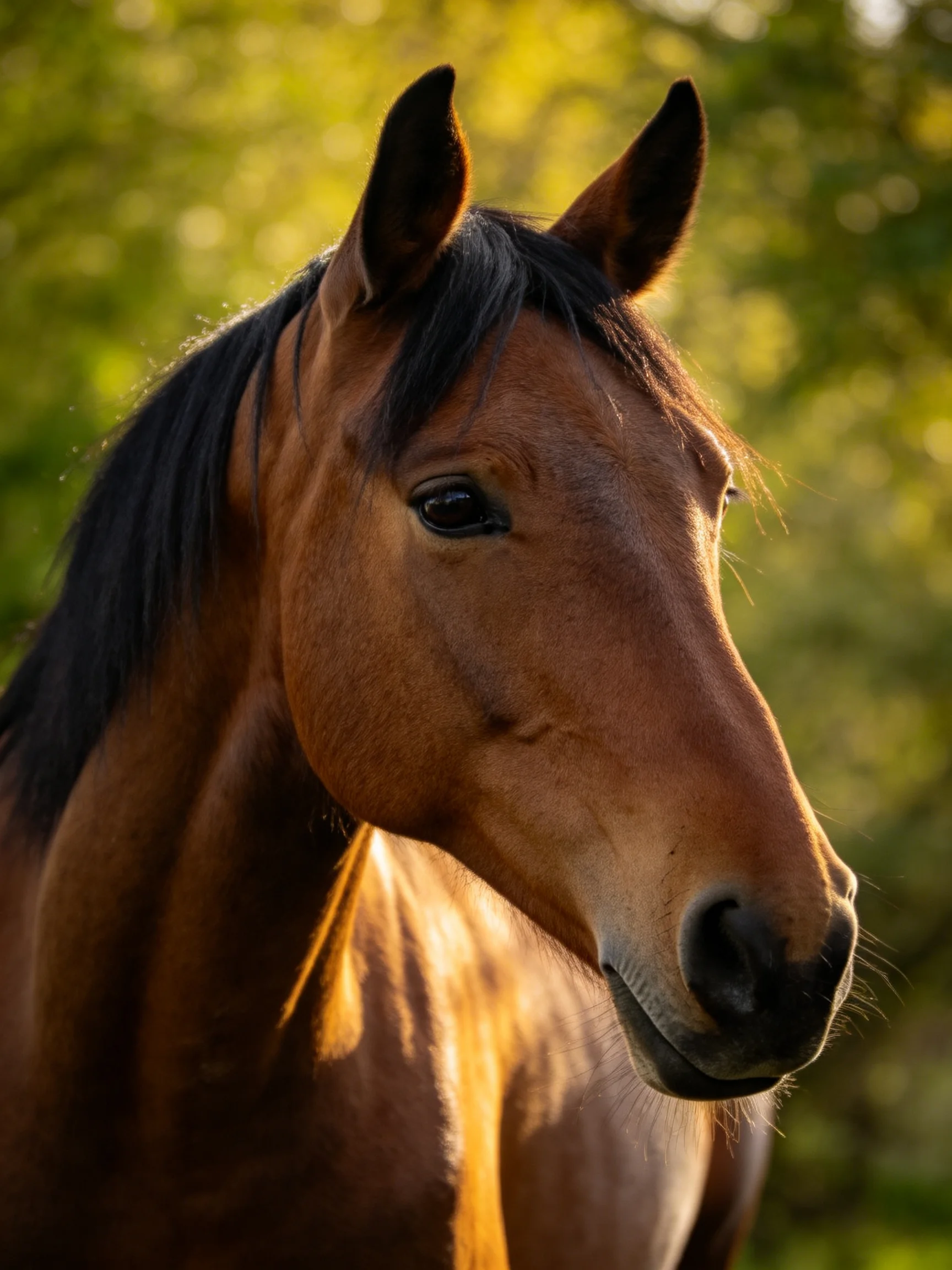 A chestnut horse with black mane under sunlit greenery