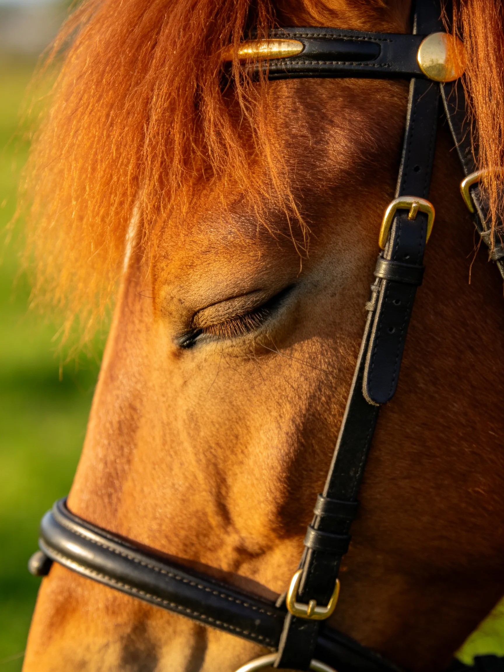 A chestnut horse with closed eyes wearing a black leather bridle