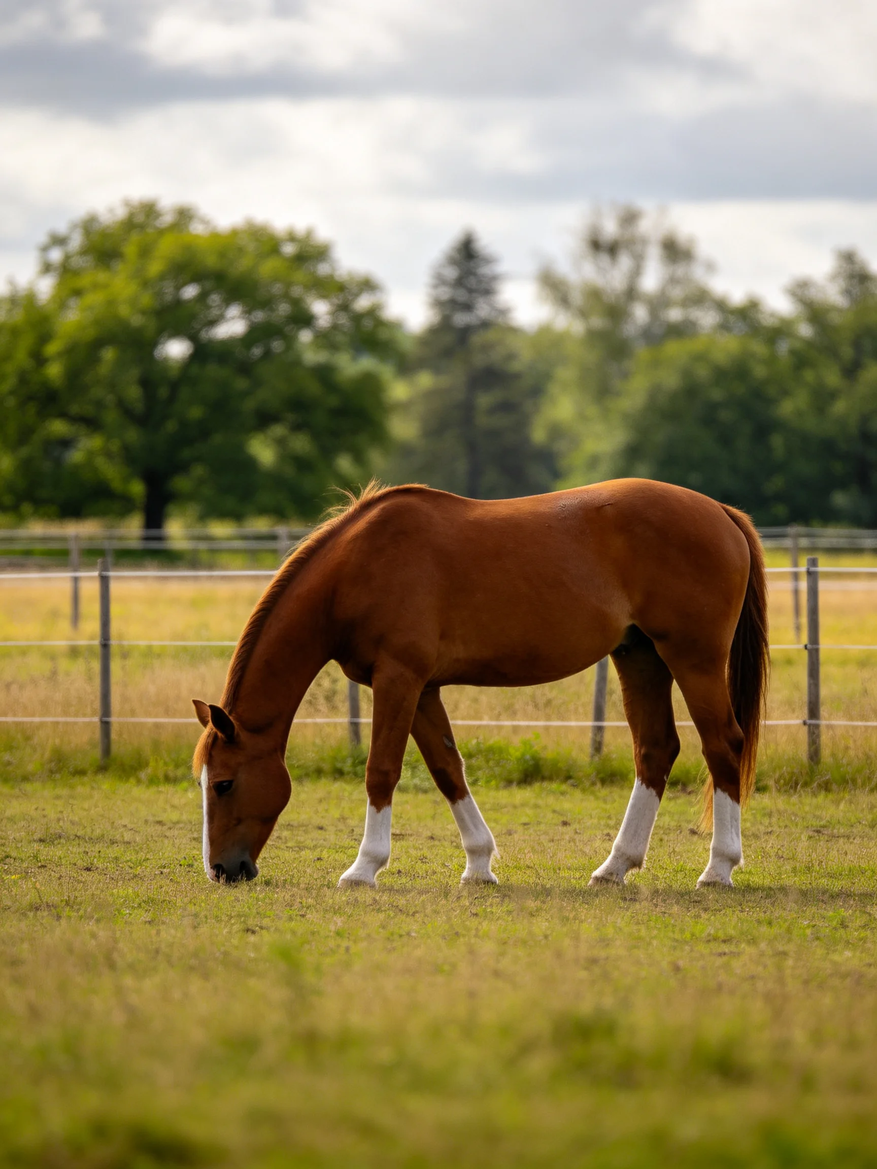A chestnut horse with white legs grazes in a fenced pasture near trees.