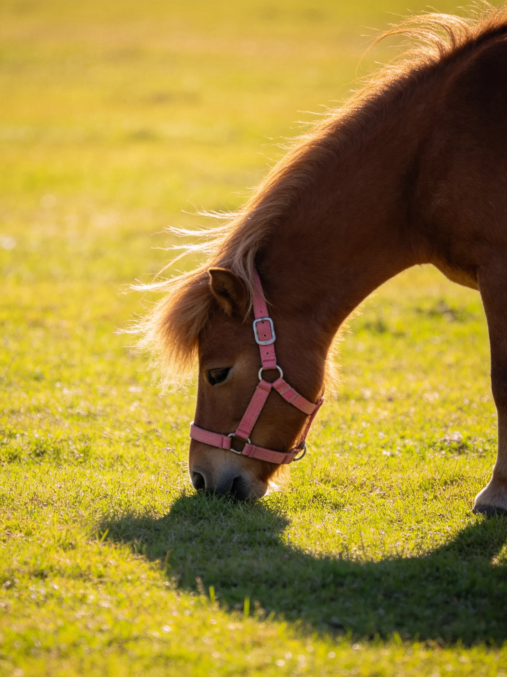 A chestnut pony with pink halter grazing on lush green grass