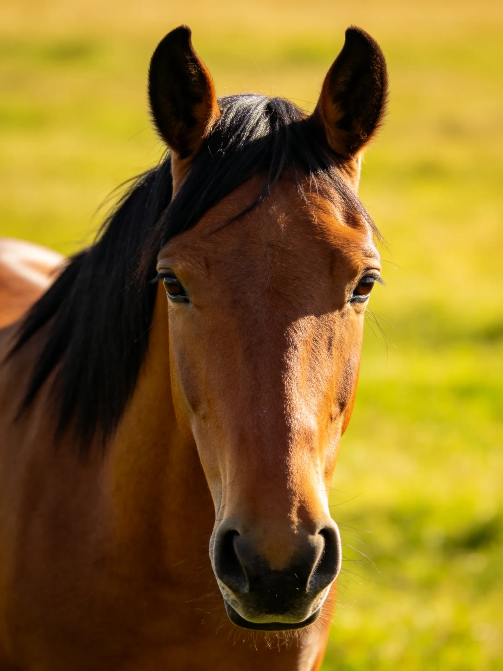 A brown horse gazes directly at the camera in a sunlit meadow