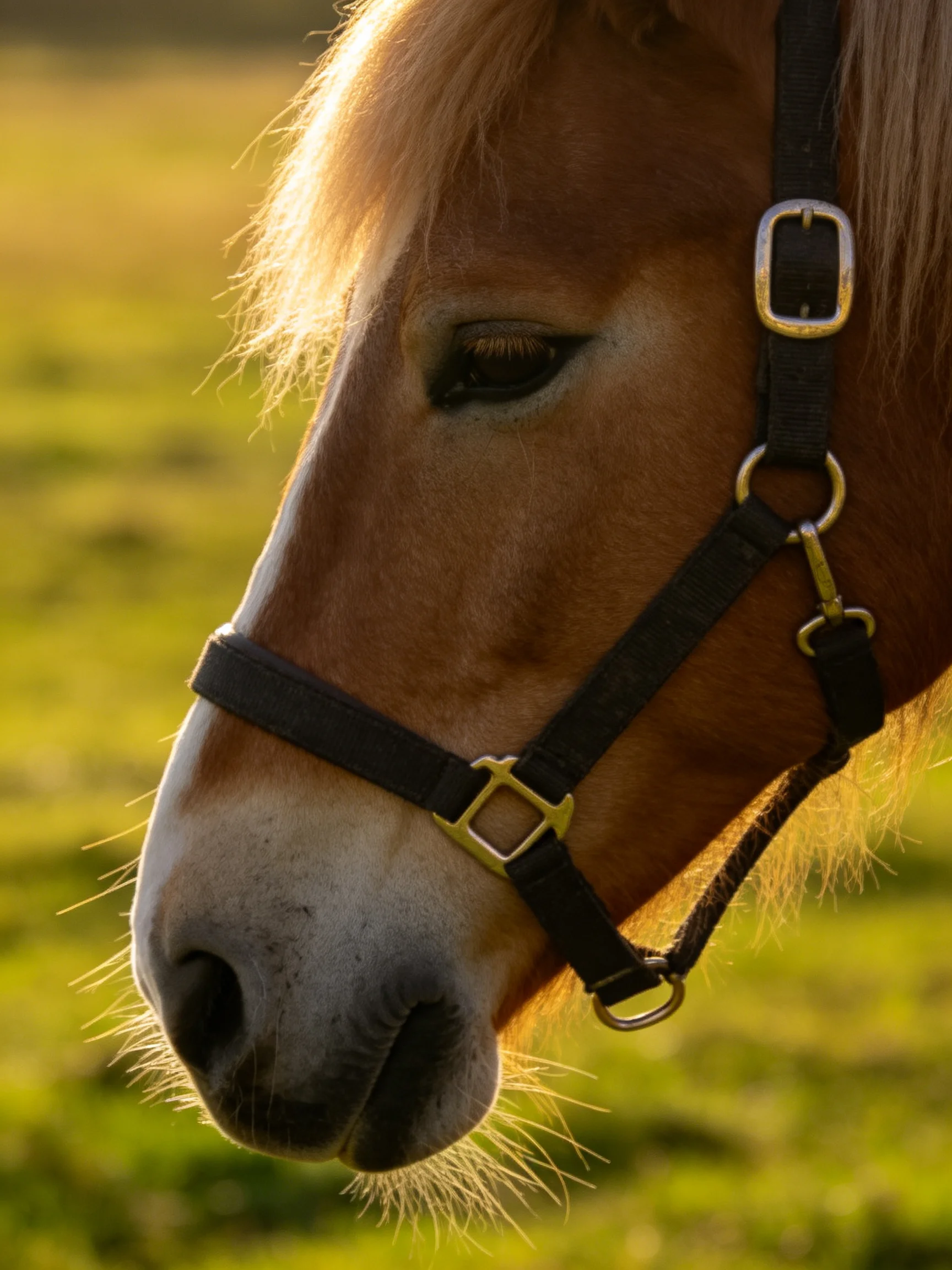 A close - up of a brown pony wearing a black halter in a sunlit meadow