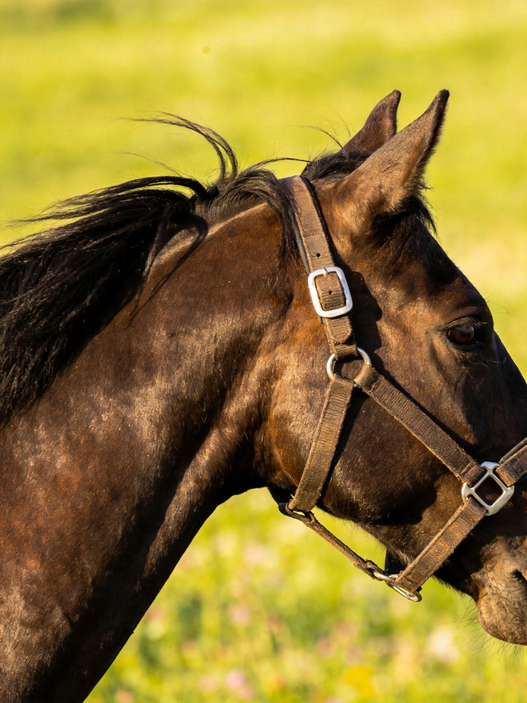 A close - up of a dark brown horse with a leather halter in a sunlit meadow