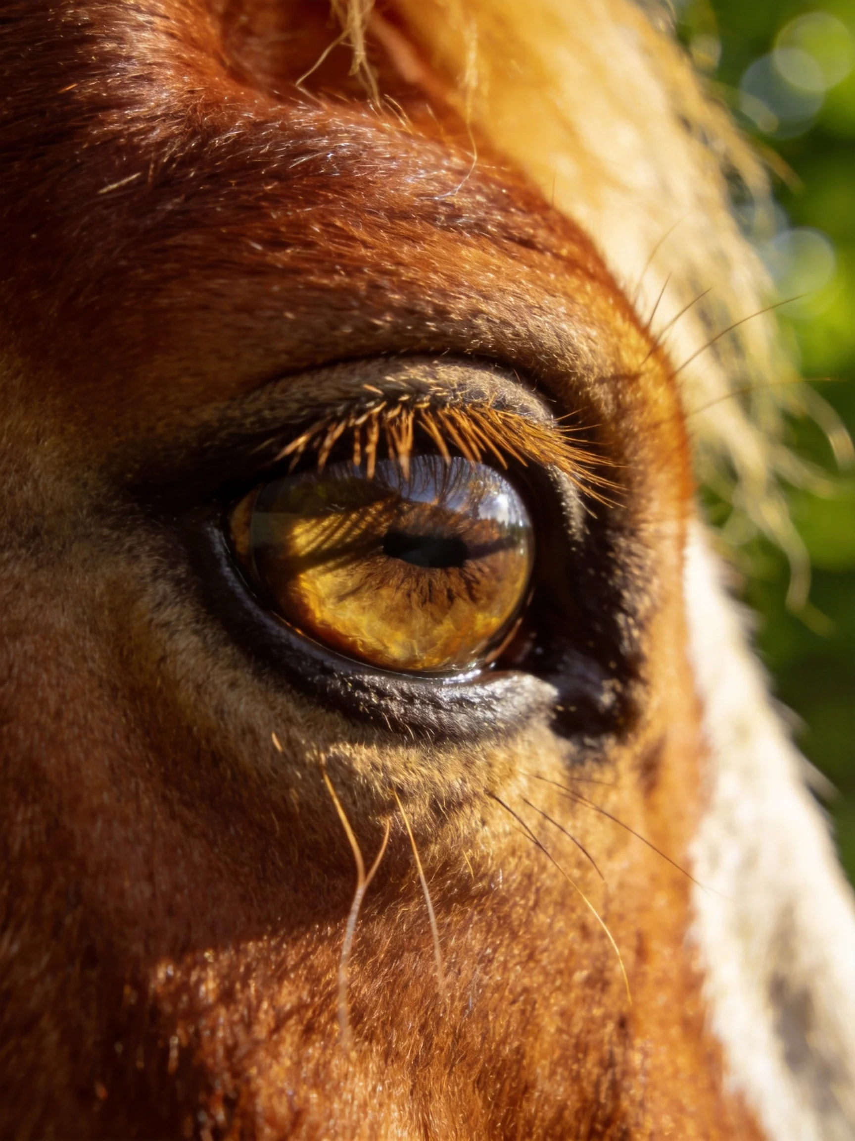 A close - up of a horse’s amber eye with detailed textures