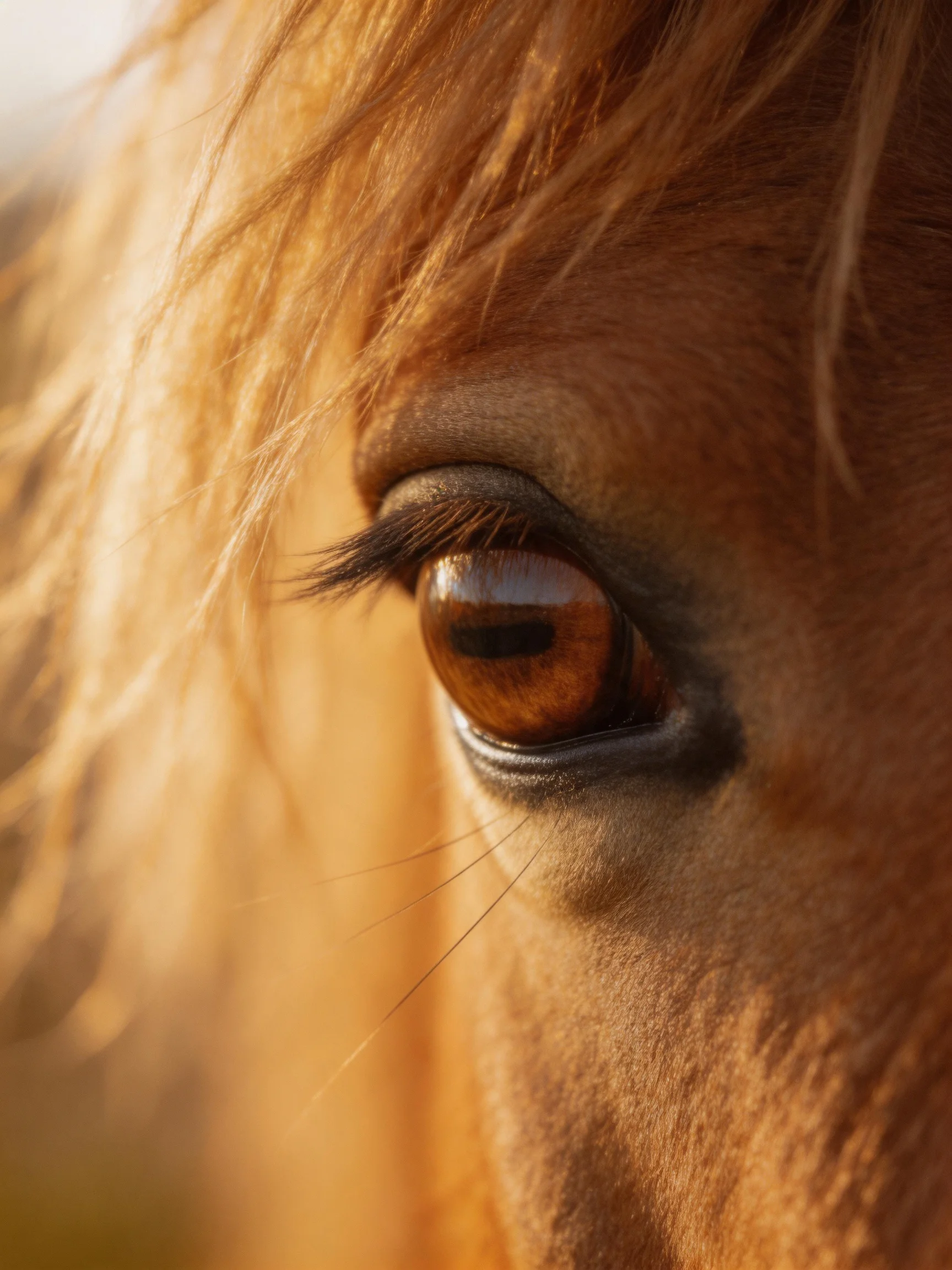 A close - up of a horse’s amber eye with golden mane