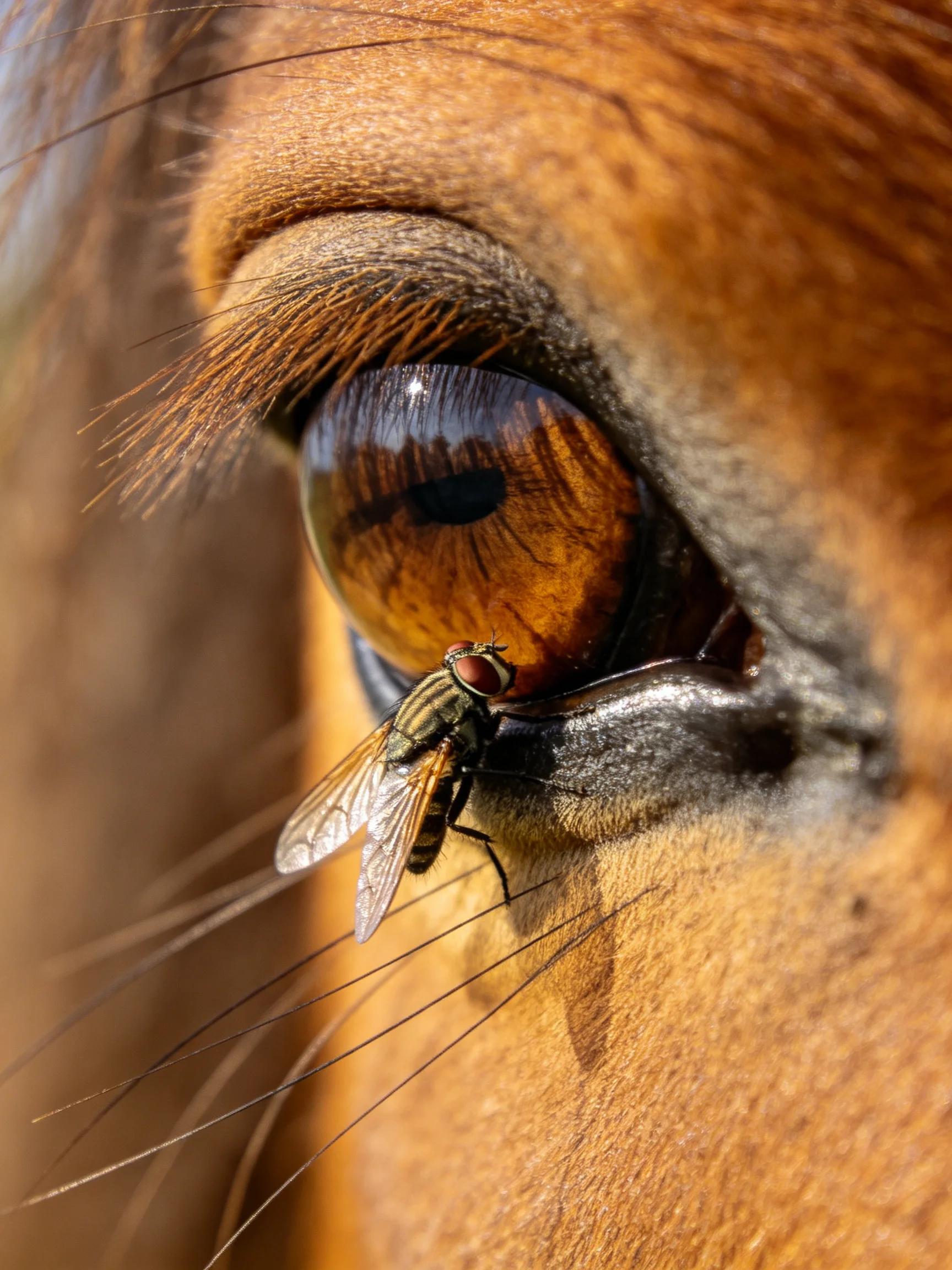 A close - up of a horses amber eye with a striped fly nearby