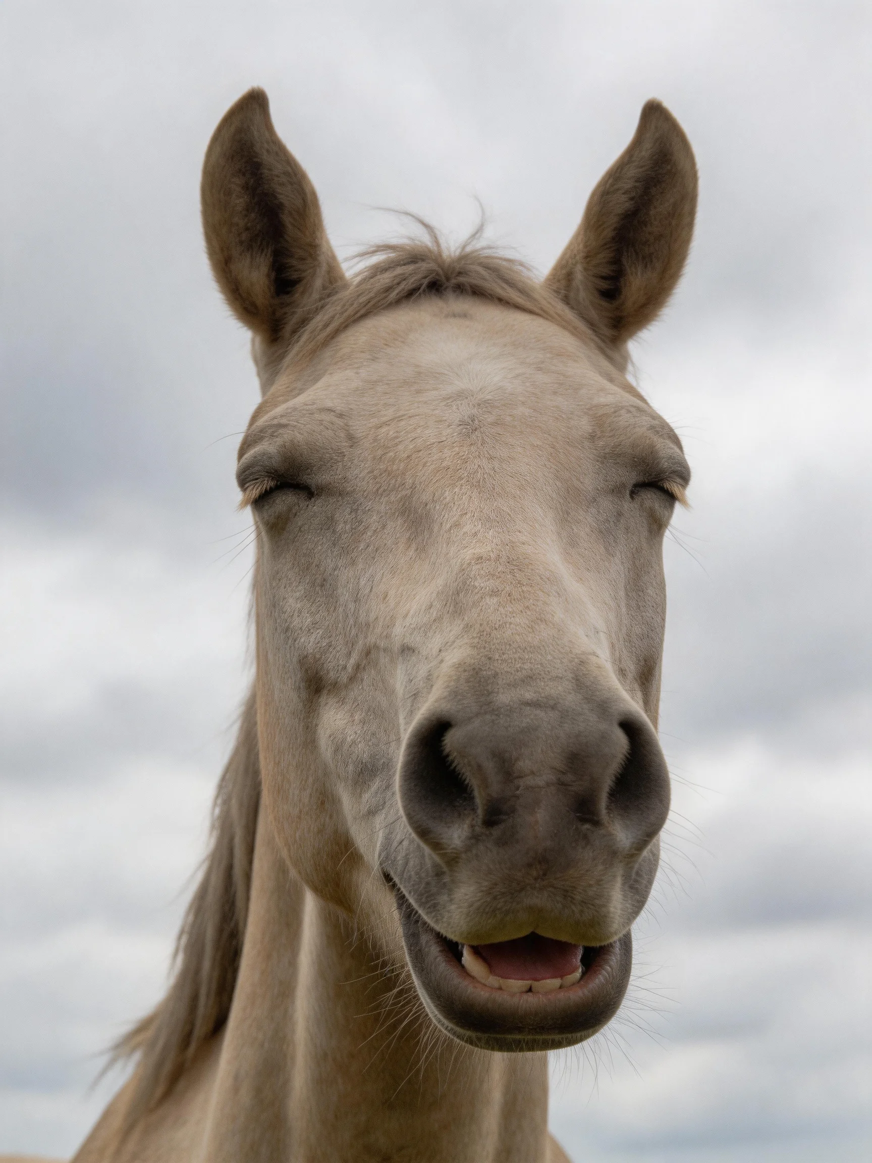 A close - up of a light gray horse with closed eyes against an overcast sky