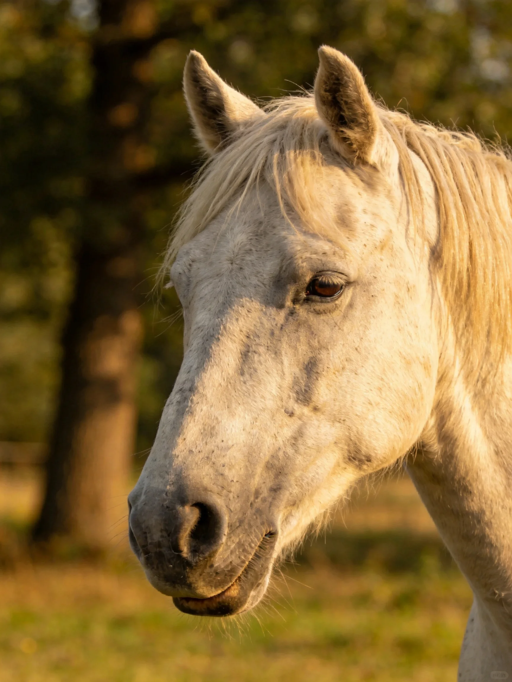 A close - up of a light gray horse with golden mane in a sunlit outdoor landscape