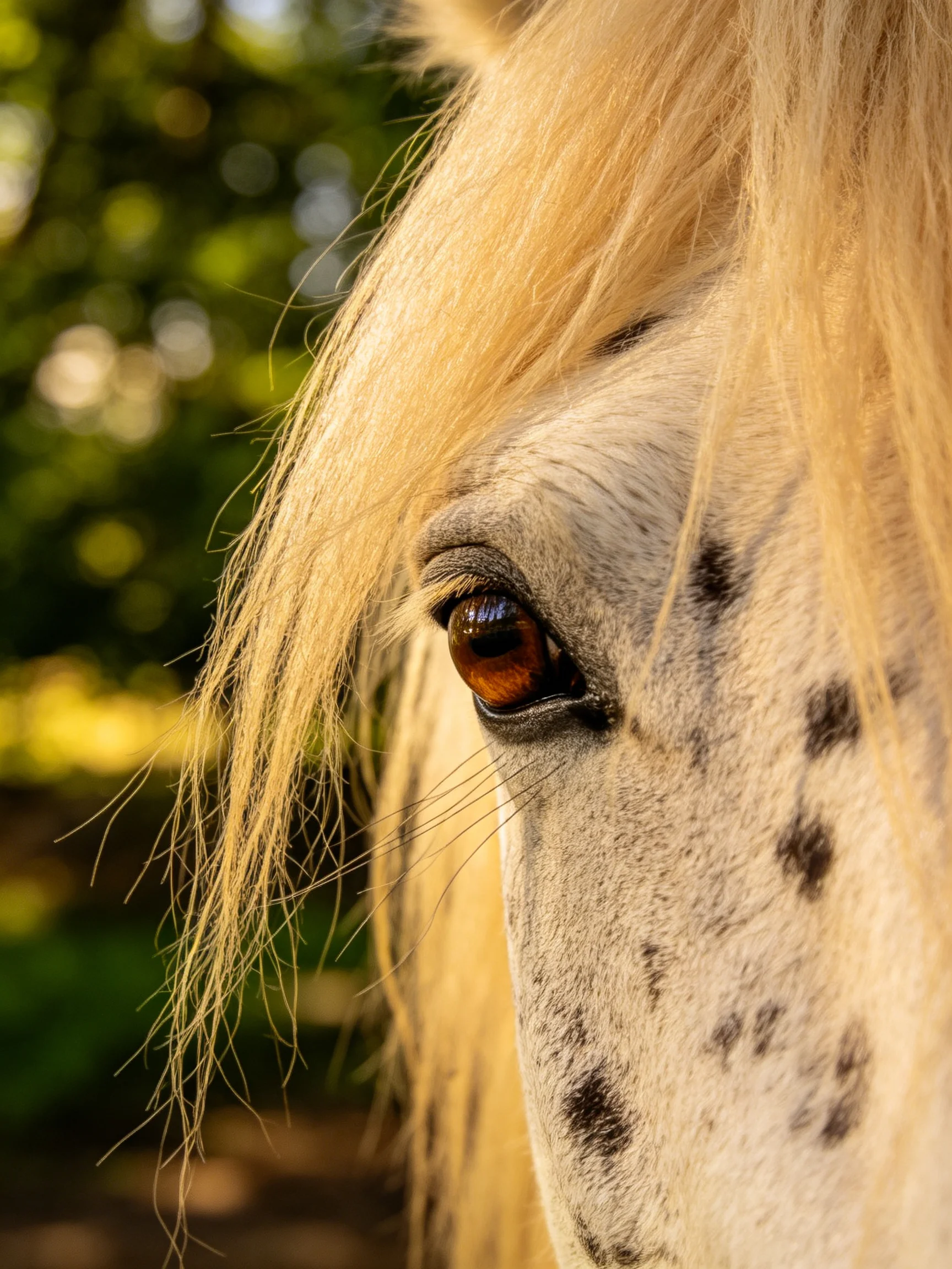 A spotted white horse with golden mane and amber eye is shown in a close - up.