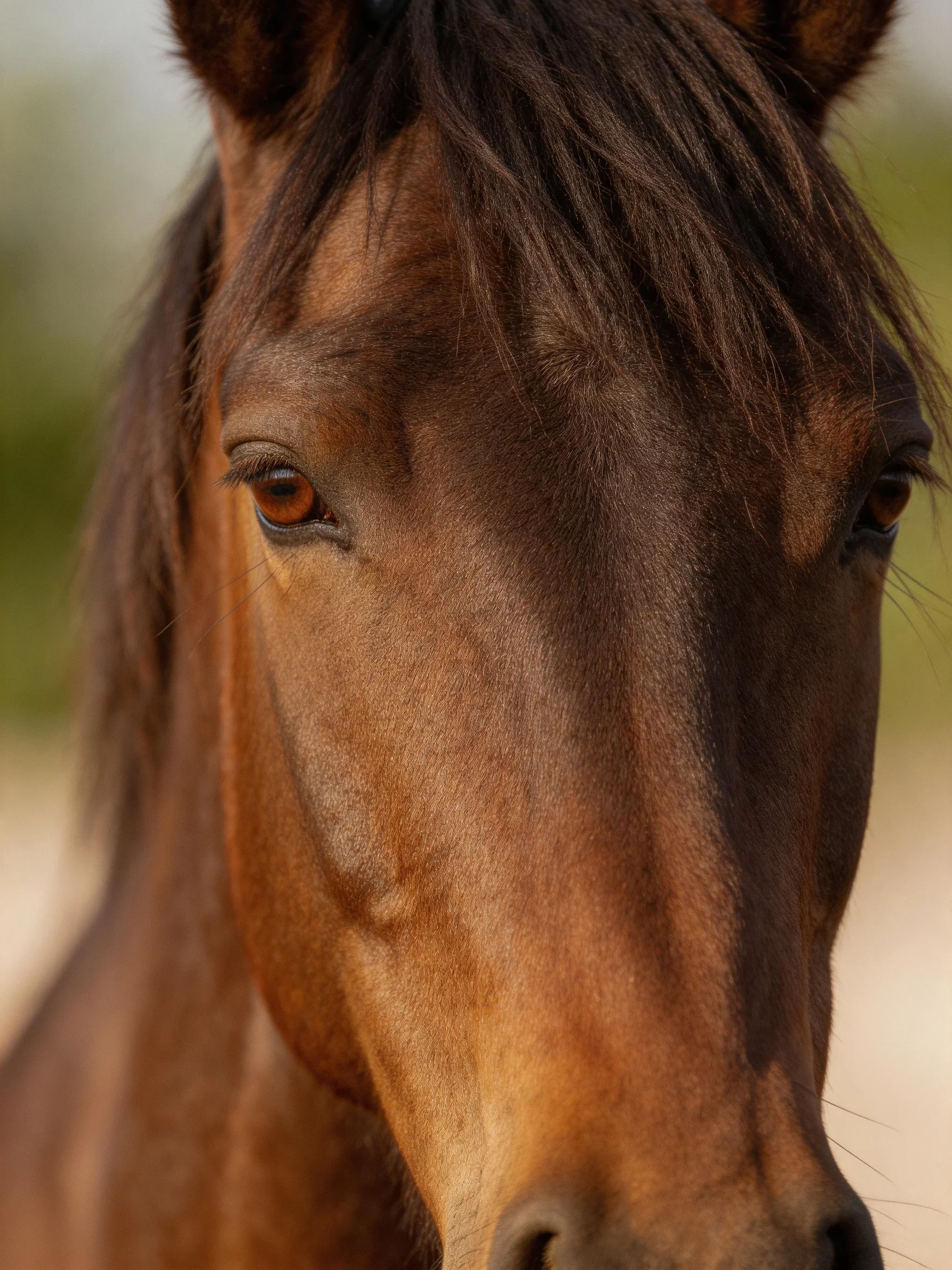 A close - up focuses on a chestnut horse with a dark mane