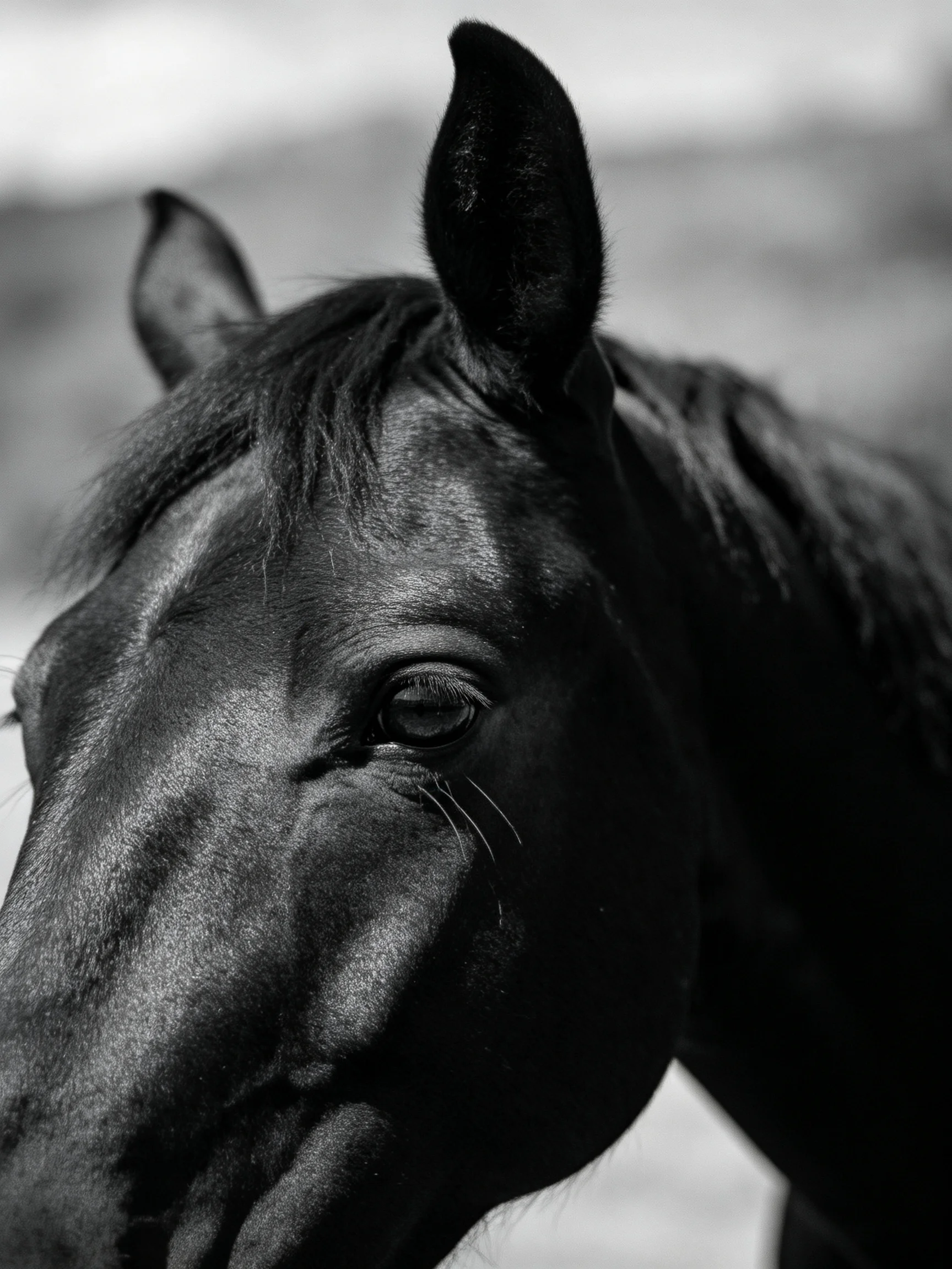 A close - up portrait of a glossy black horse with prominent ears