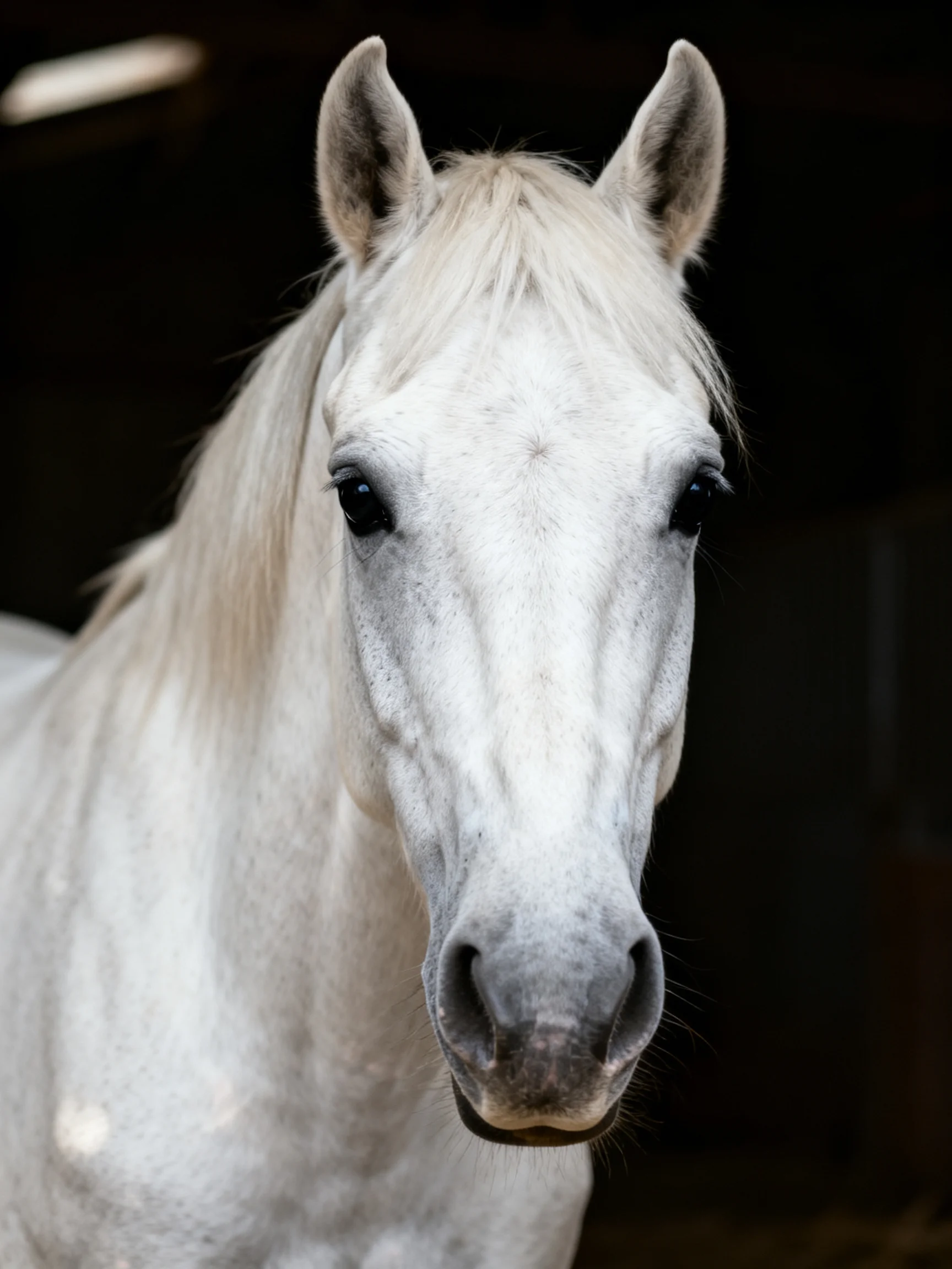 A close - up portrait of a graceful white horse with flowing mane