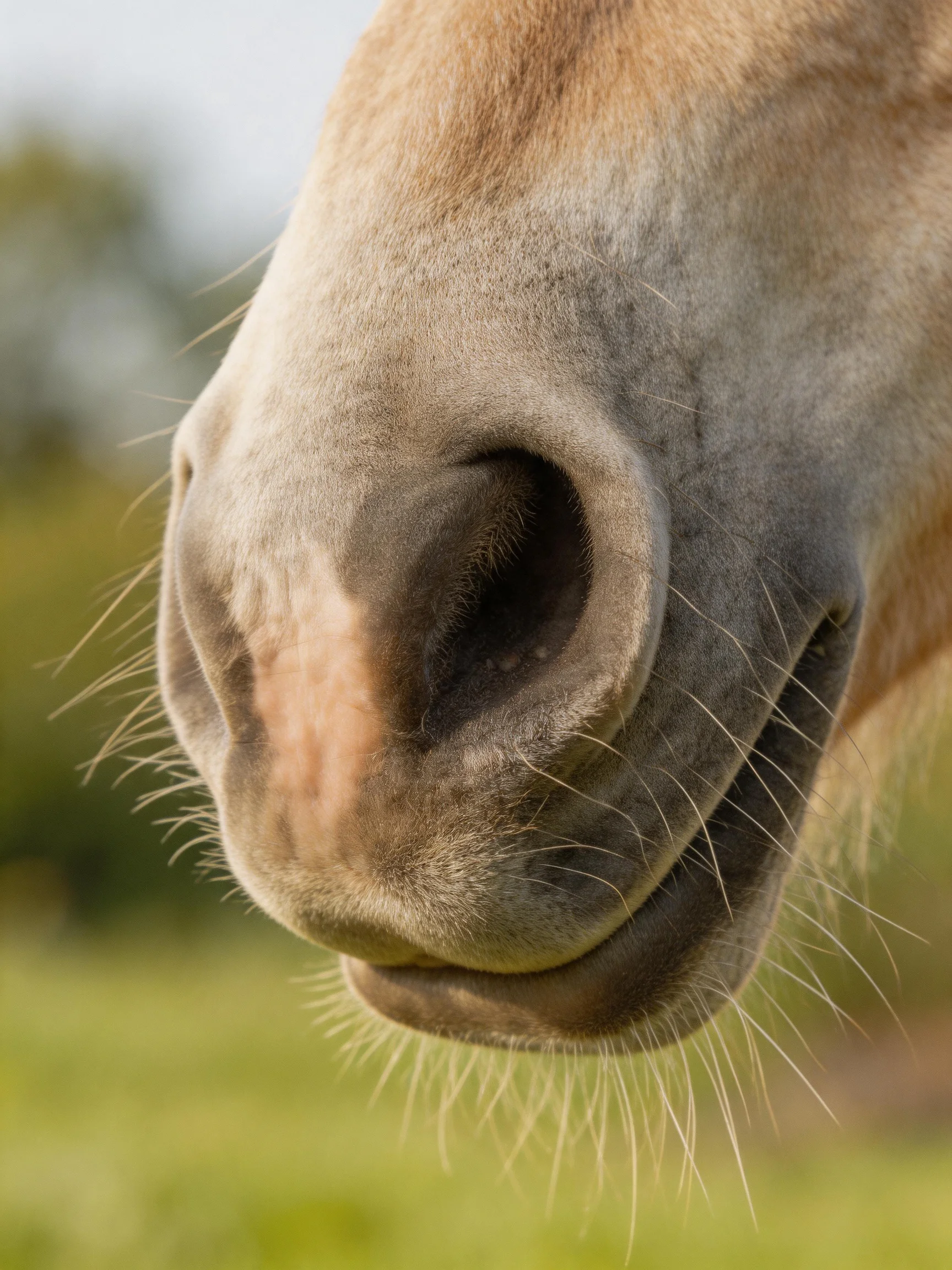 A close - up showcases a horse’s muzzle with detailed facial elements