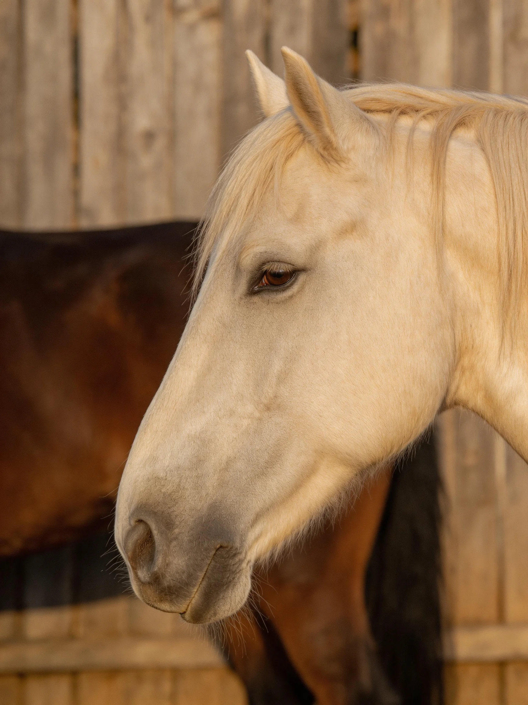 A cream - colored horse stands near two dark brown horses by a wooden fence