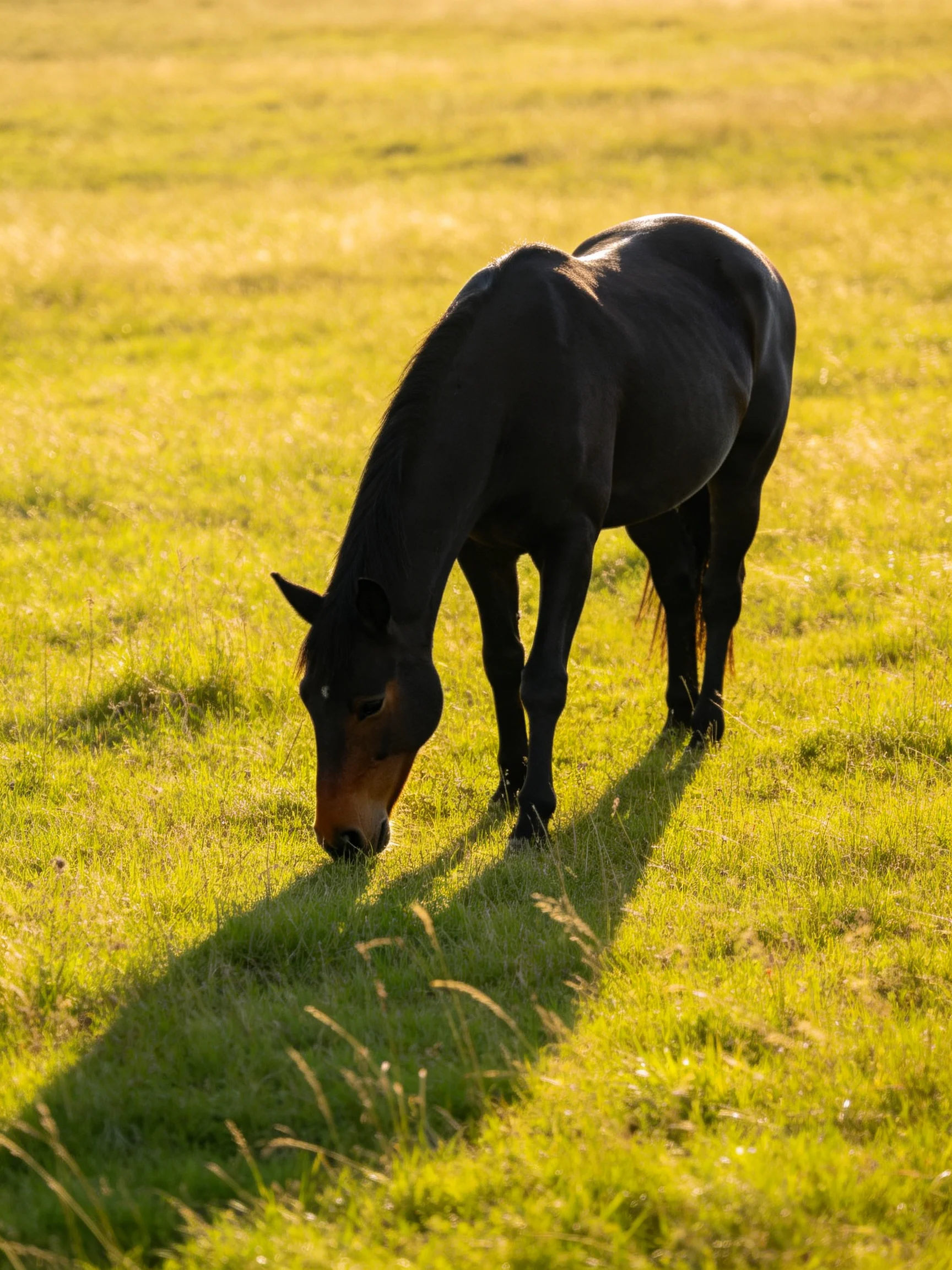 A dark brown horse grazes in a sunlit meadow.
