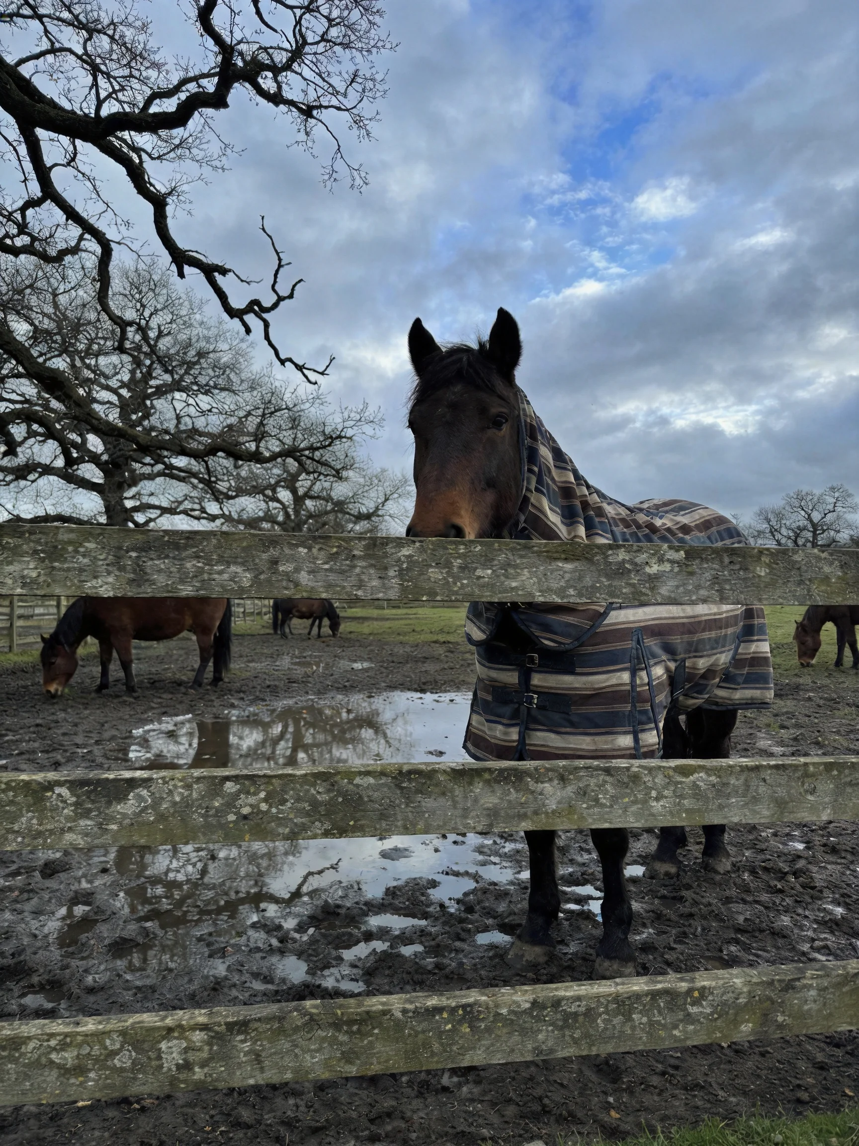 A dark brown horse in a striped blanket near a weathered wooden fence