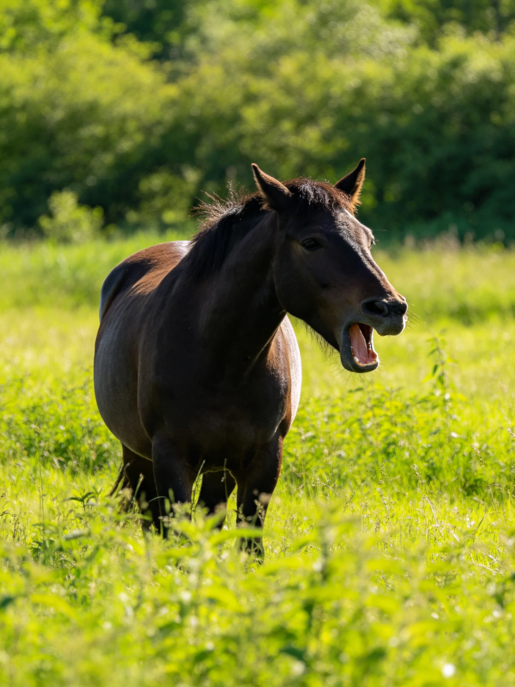 A dark brown horse yawns in a sunlit green meadow