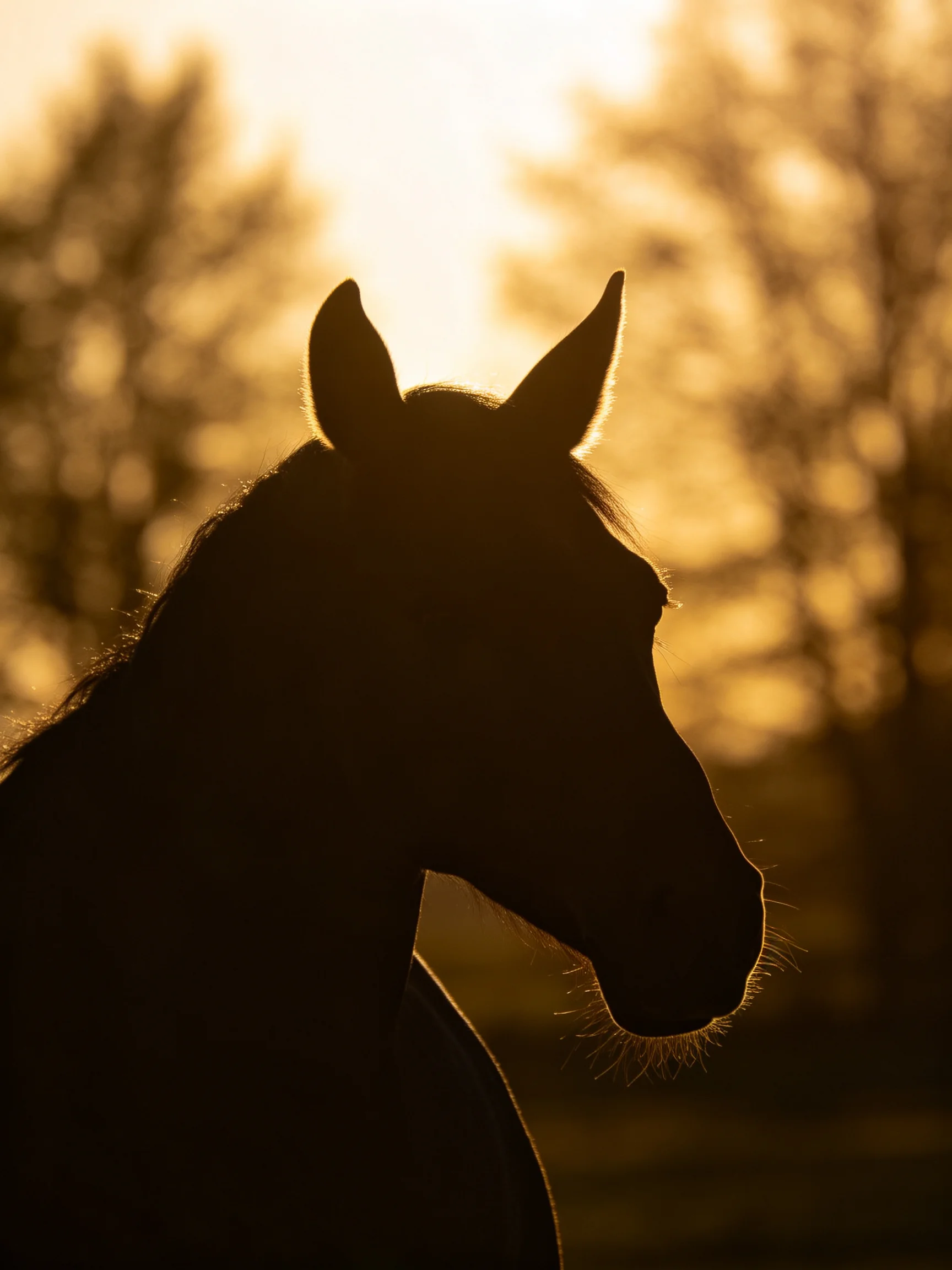 A dark horse silhouette against a golden sunset backdrop