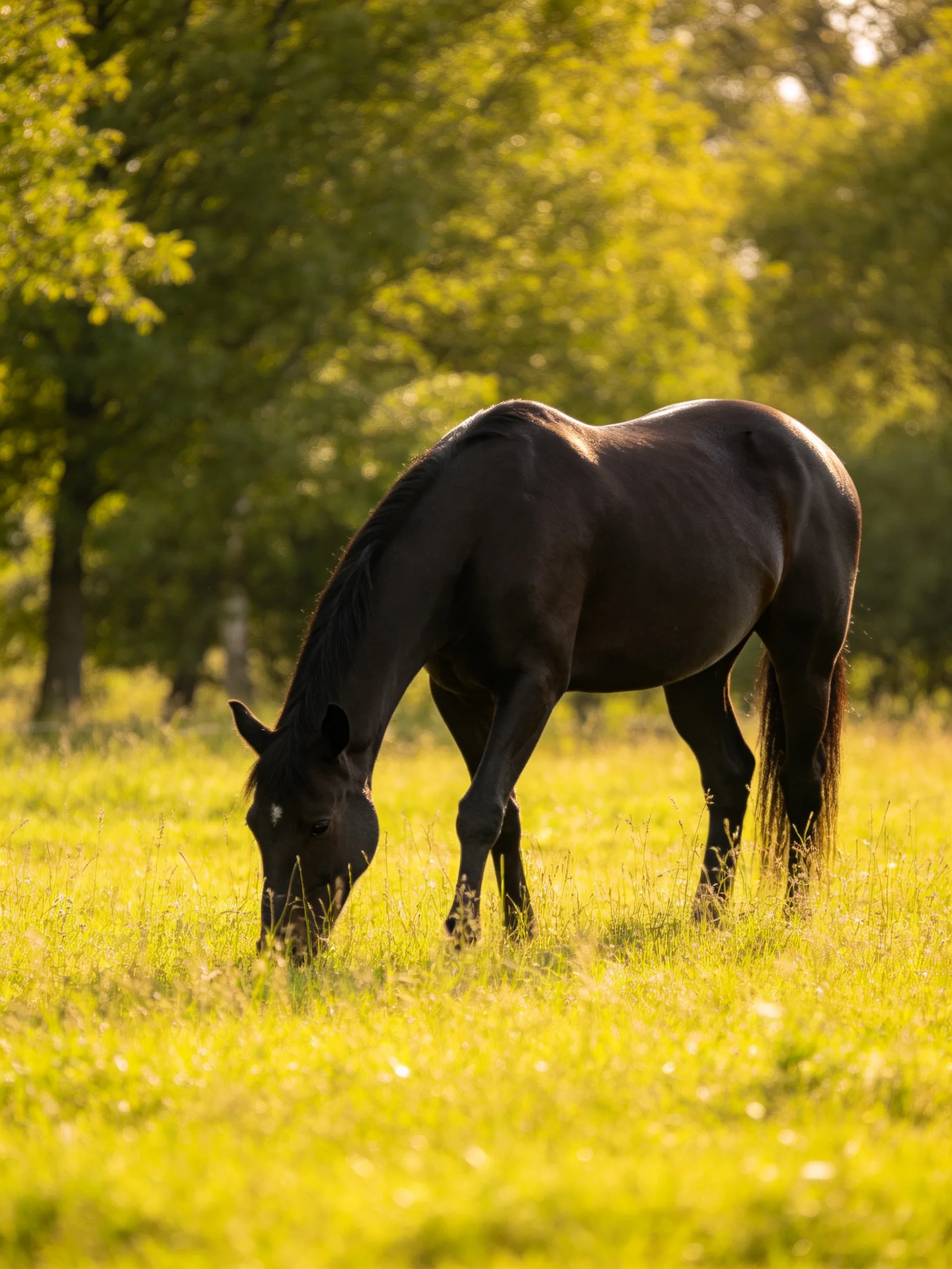 A black horse grazes in a sunlit meadow with trees nearby the background.