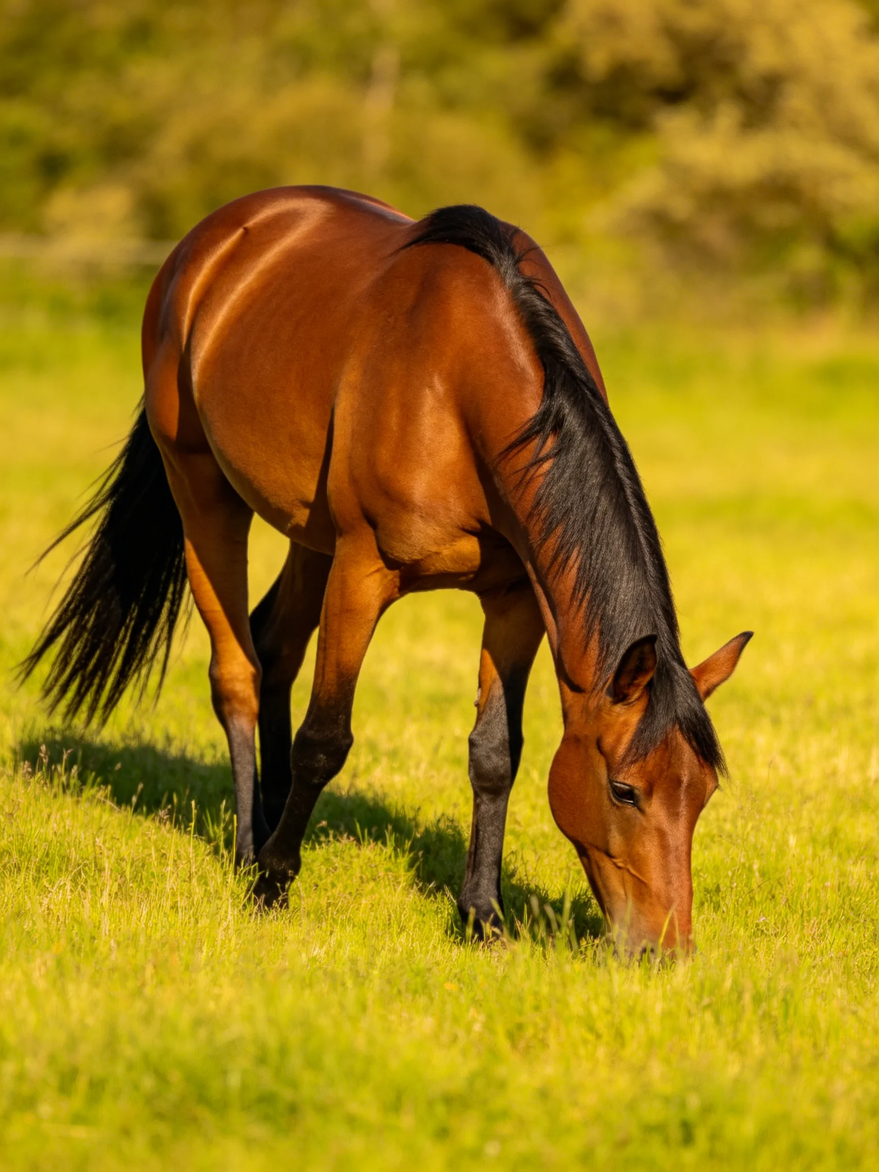 A chestnut horse grazes in a sunlit green meadow.