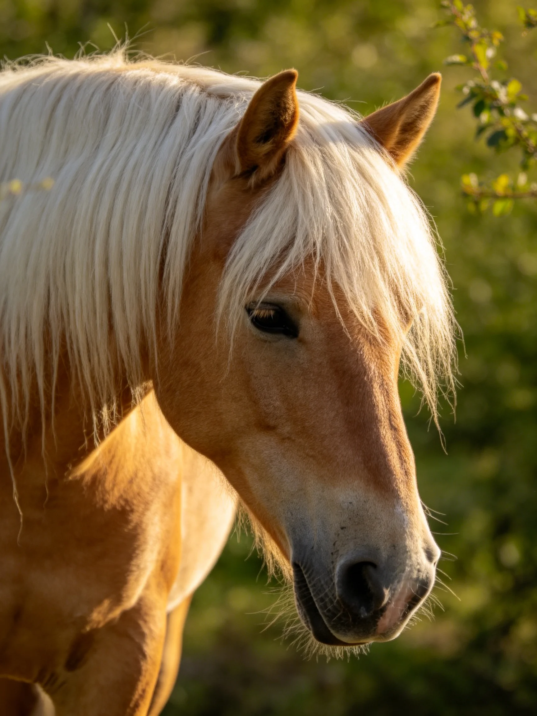 A golden-brown horse with long white mane in sunlit natural surroundings