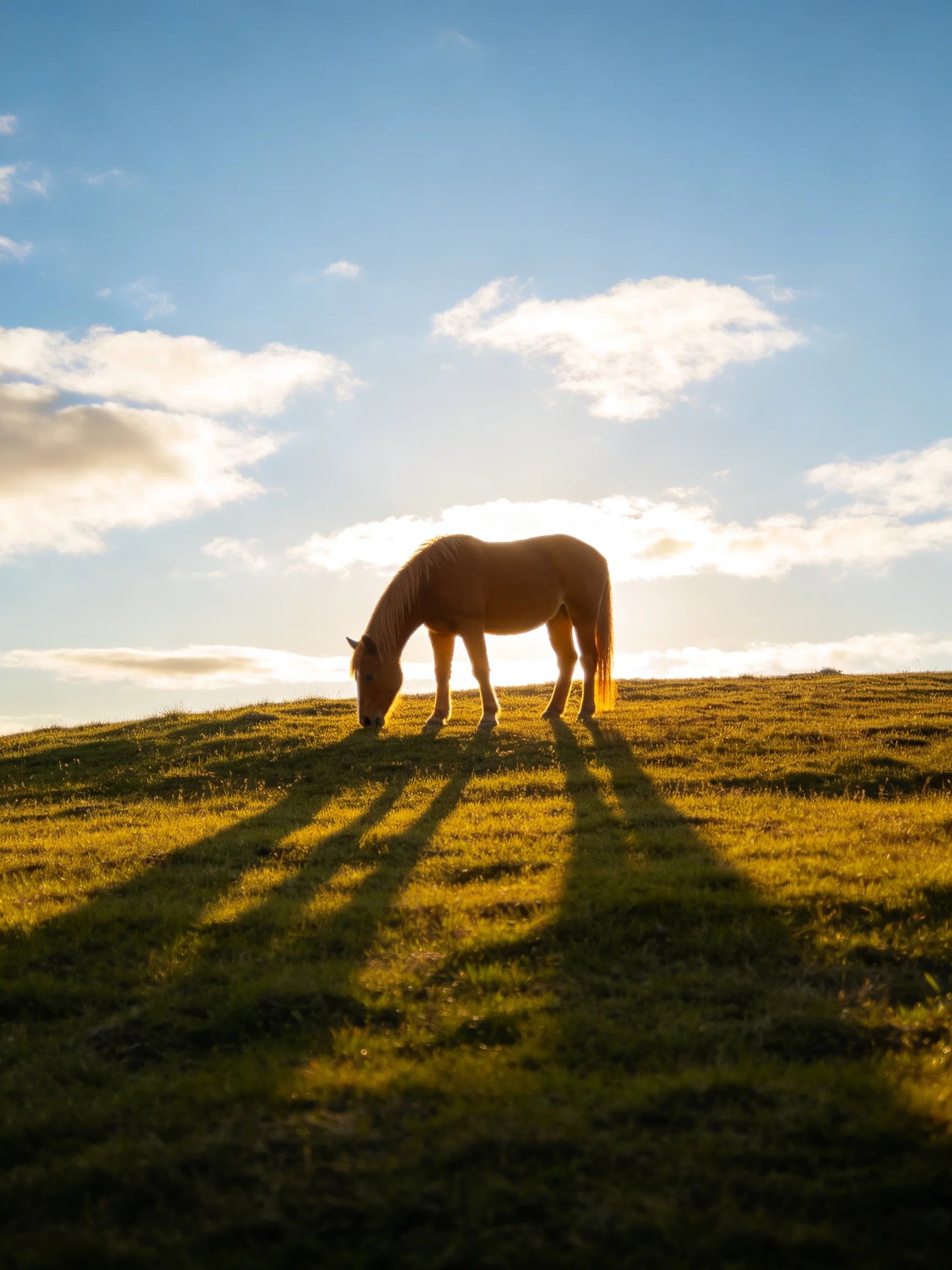 A horse grazes on a grassy hill in golden sunlight beneath a blue sky